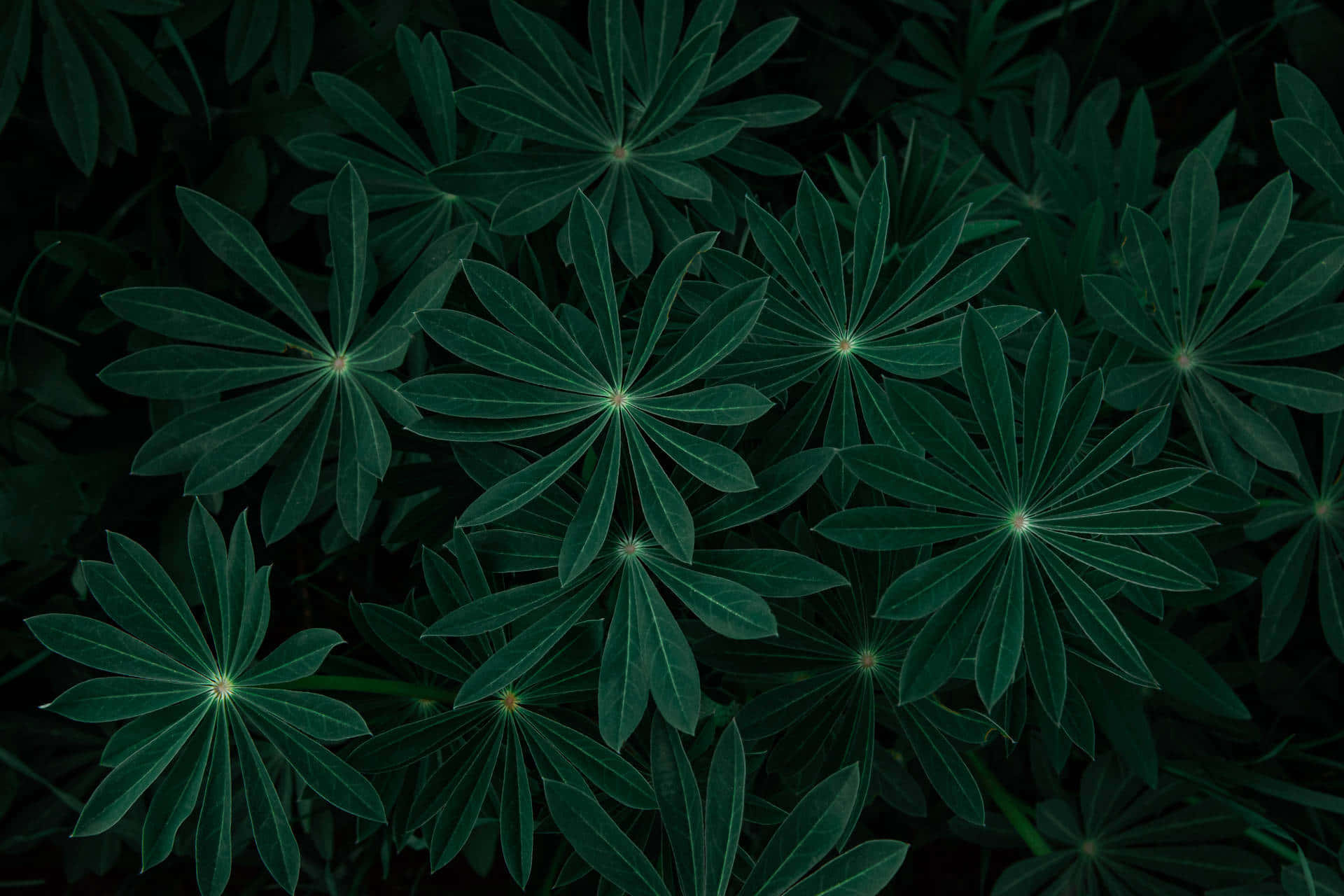纯深绿色壁纸 壁纸