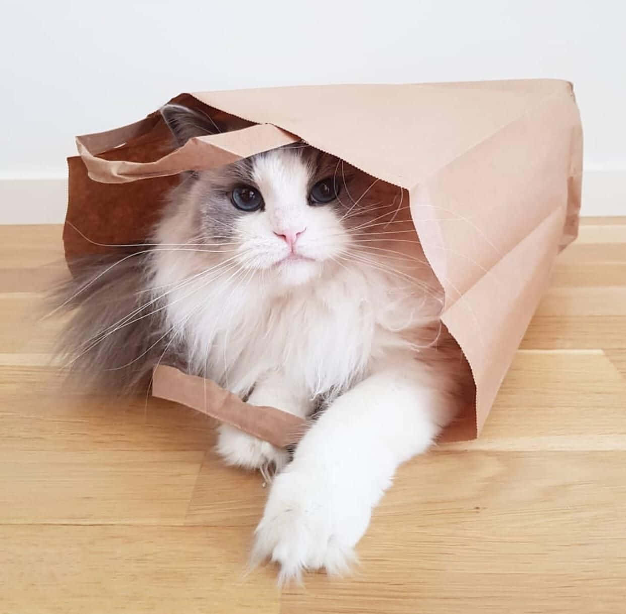 纸袋里的漂亮猫咪图片 壁纸