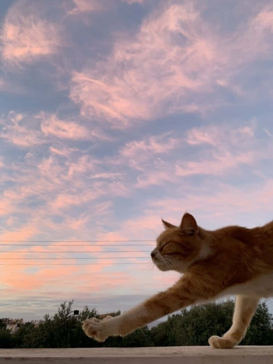 终极美学猫咪 壁纸