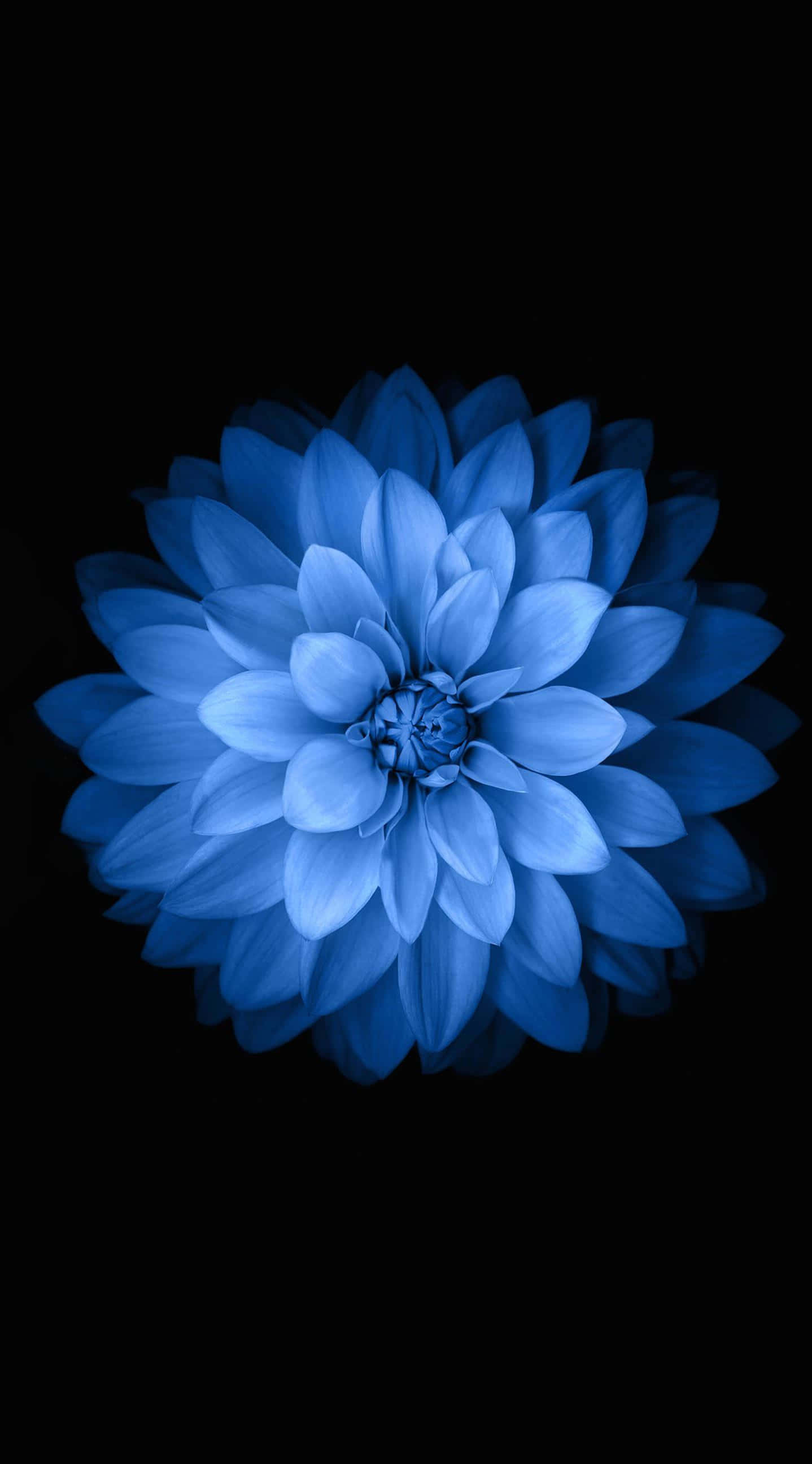 绽放时尚：我们的花朵iPhone手机壳 壁纸