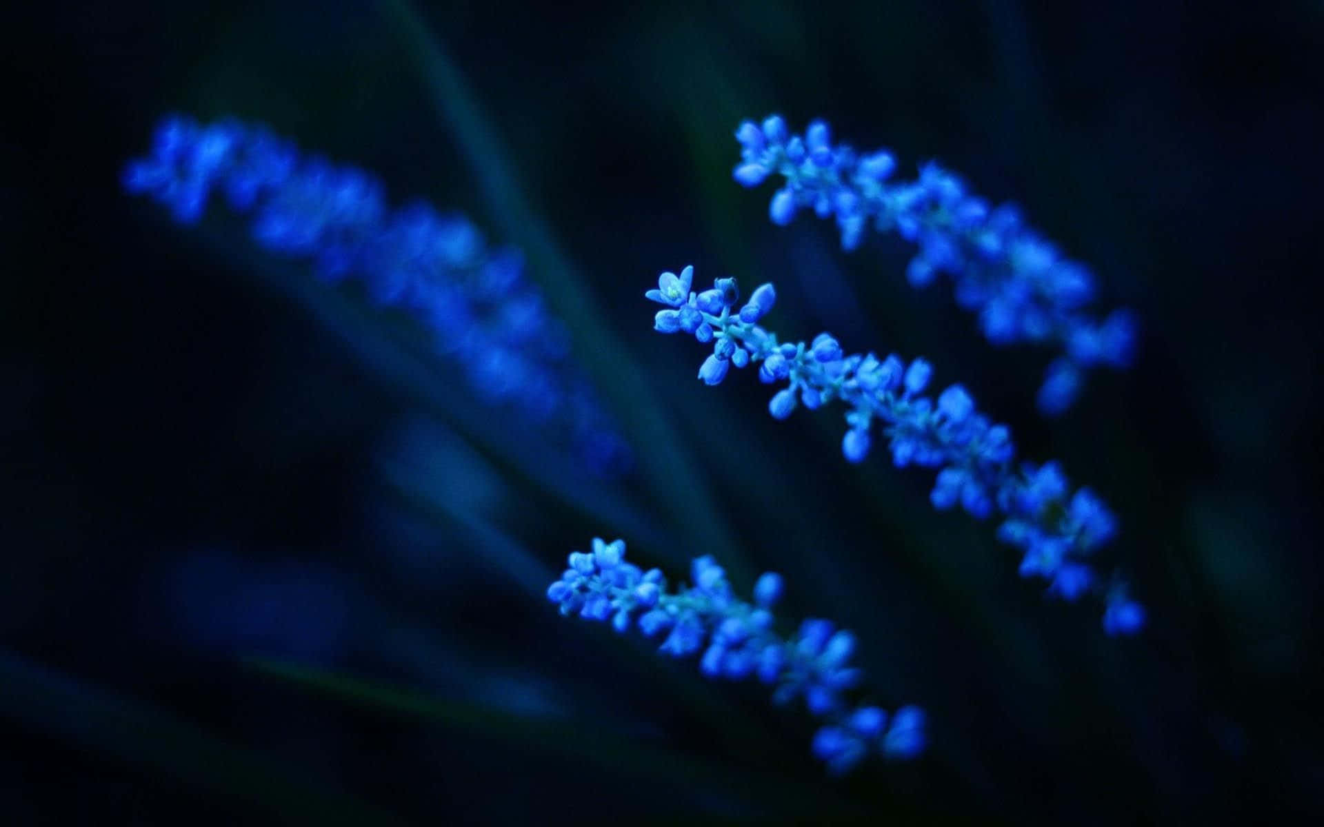绽放美学花韵 壁纸