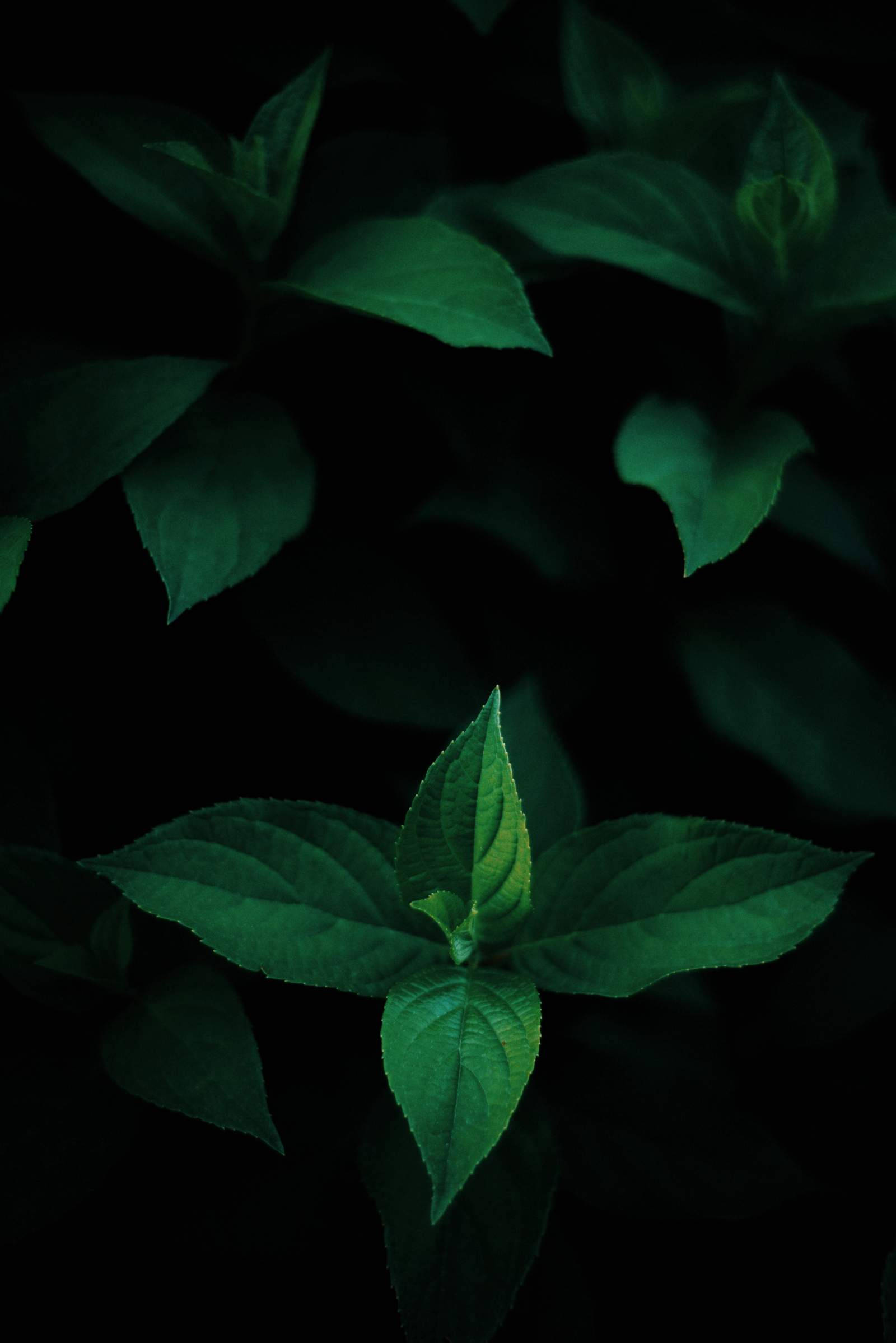 绿叶OLED 壁纸