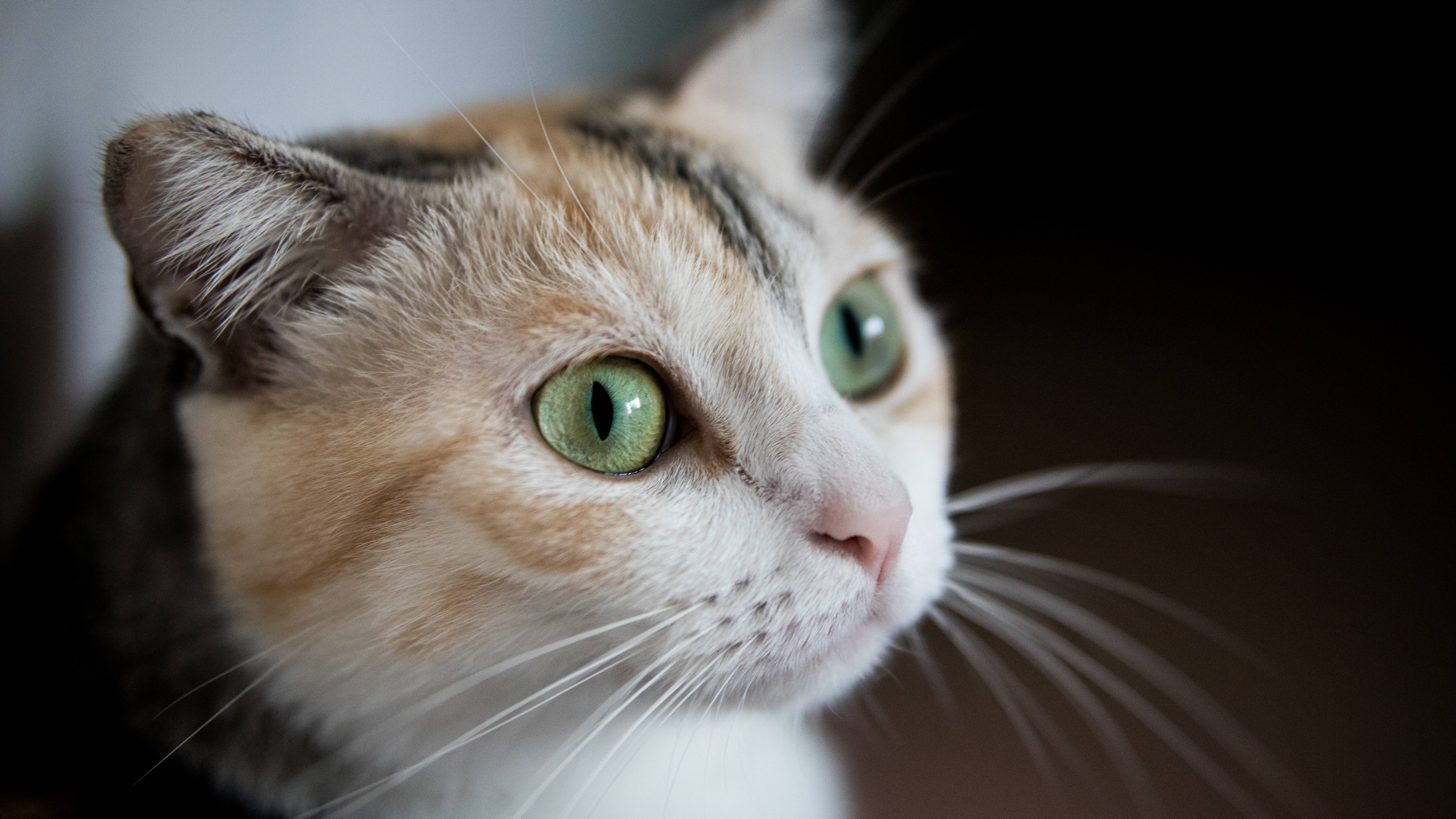 绿眼美学猫咪 壁纸