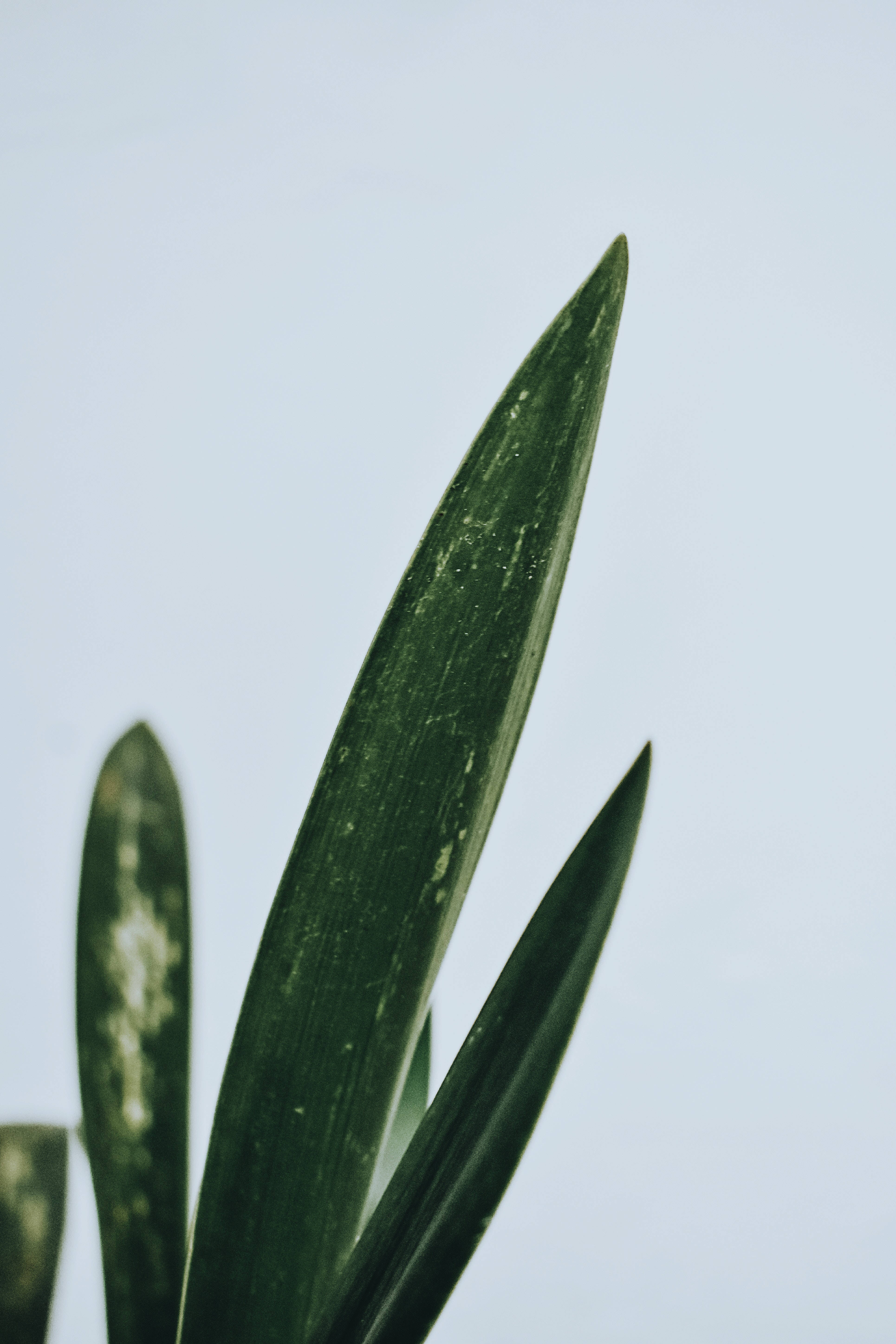 绿色极简背景 壁纸