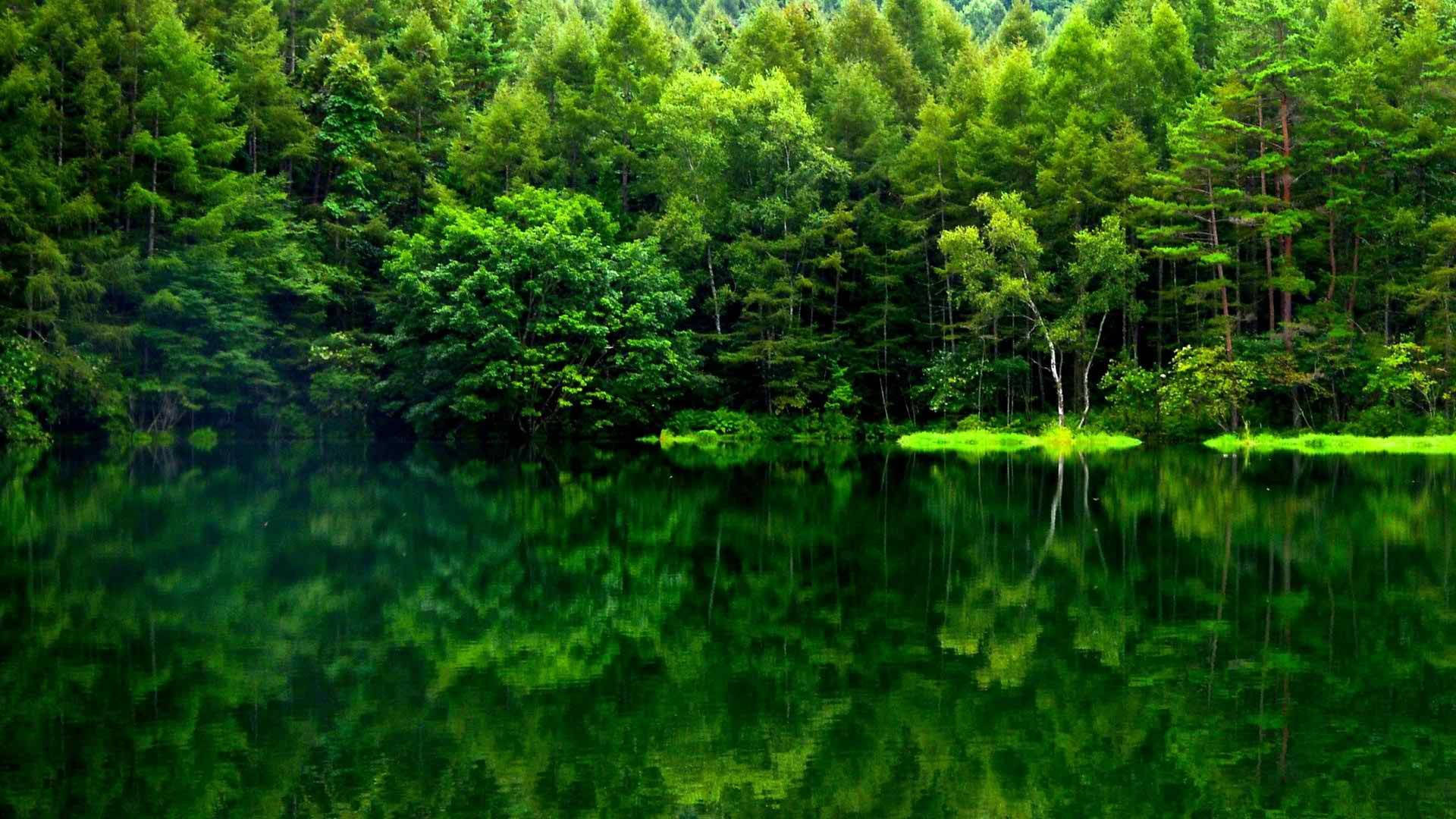 绿色森林倒影 壁纸