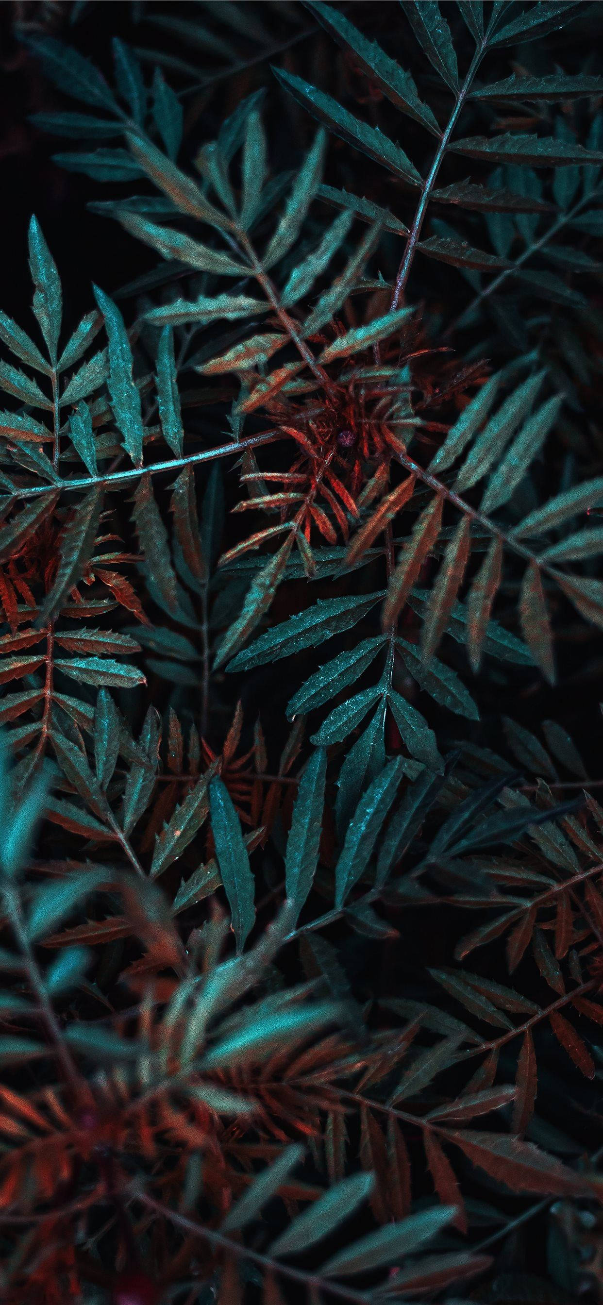 绿色植物微距摄影 壁纸