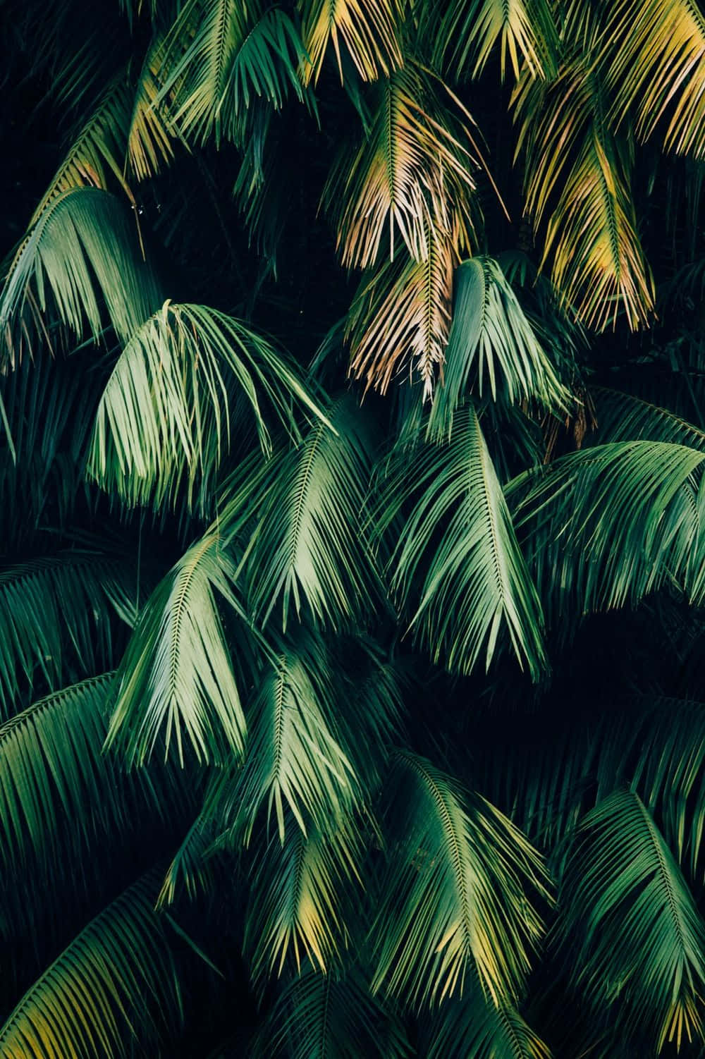 绿色植物美学棕榈树 壁纸