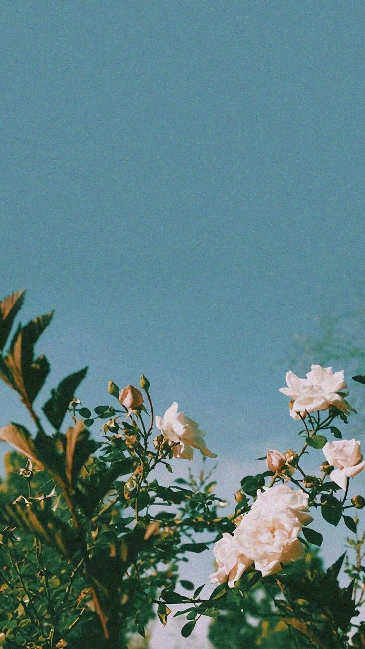 绿色植物美学玫瑰 壁纸