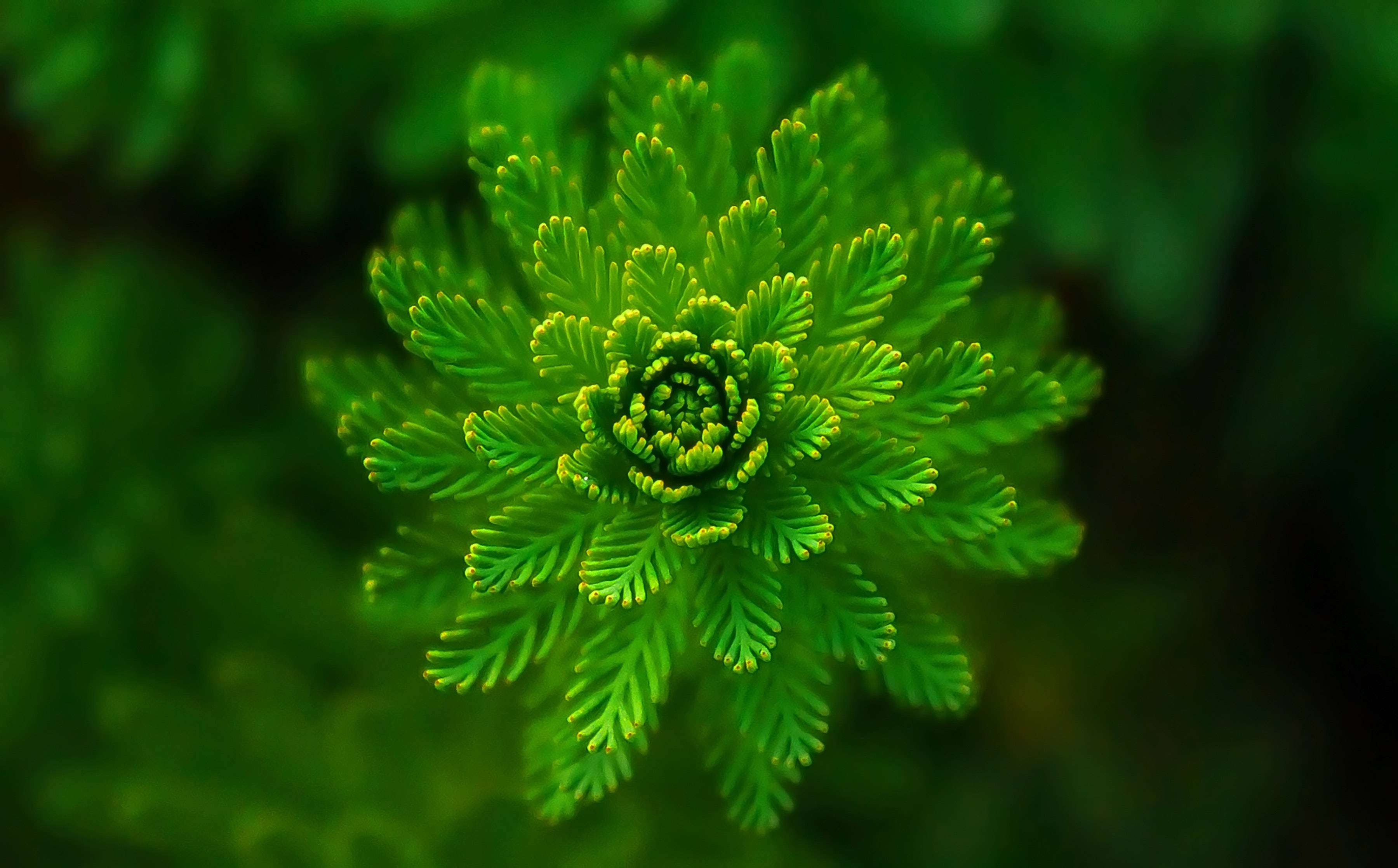 绿色绽放植物 壁纸