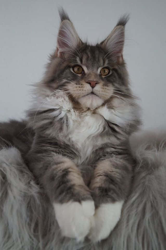 缅因浣熊猫坐姿精美图片 壁纸
