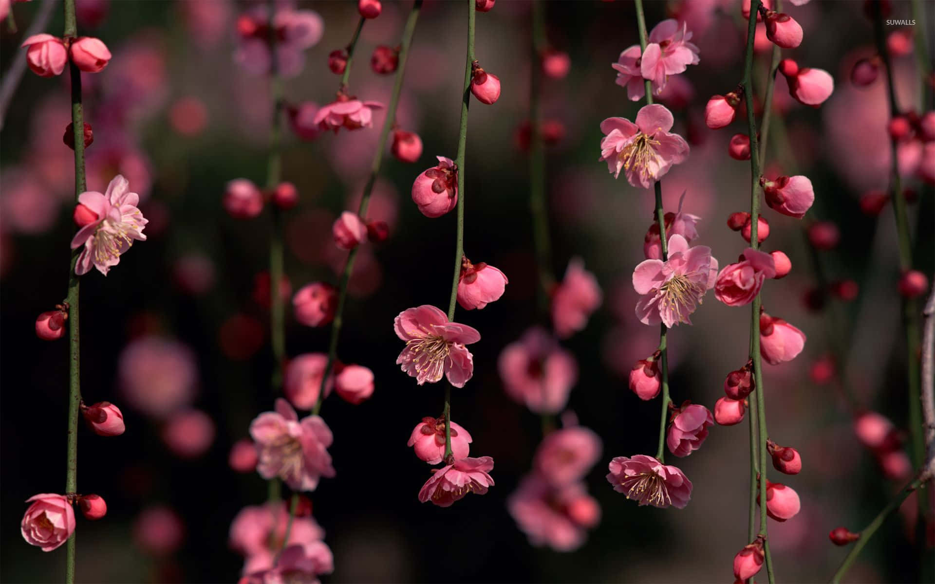 缤纷夏日粉红花卉 壁纸