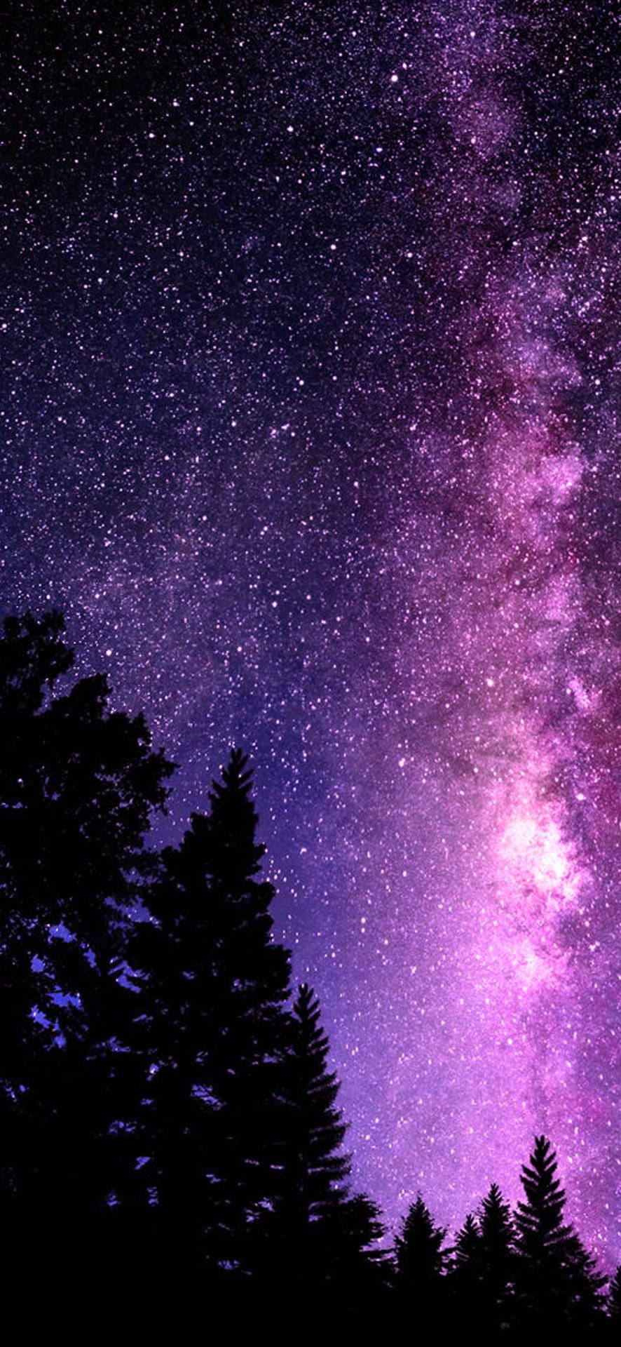 美丽星系树梢 壁纸