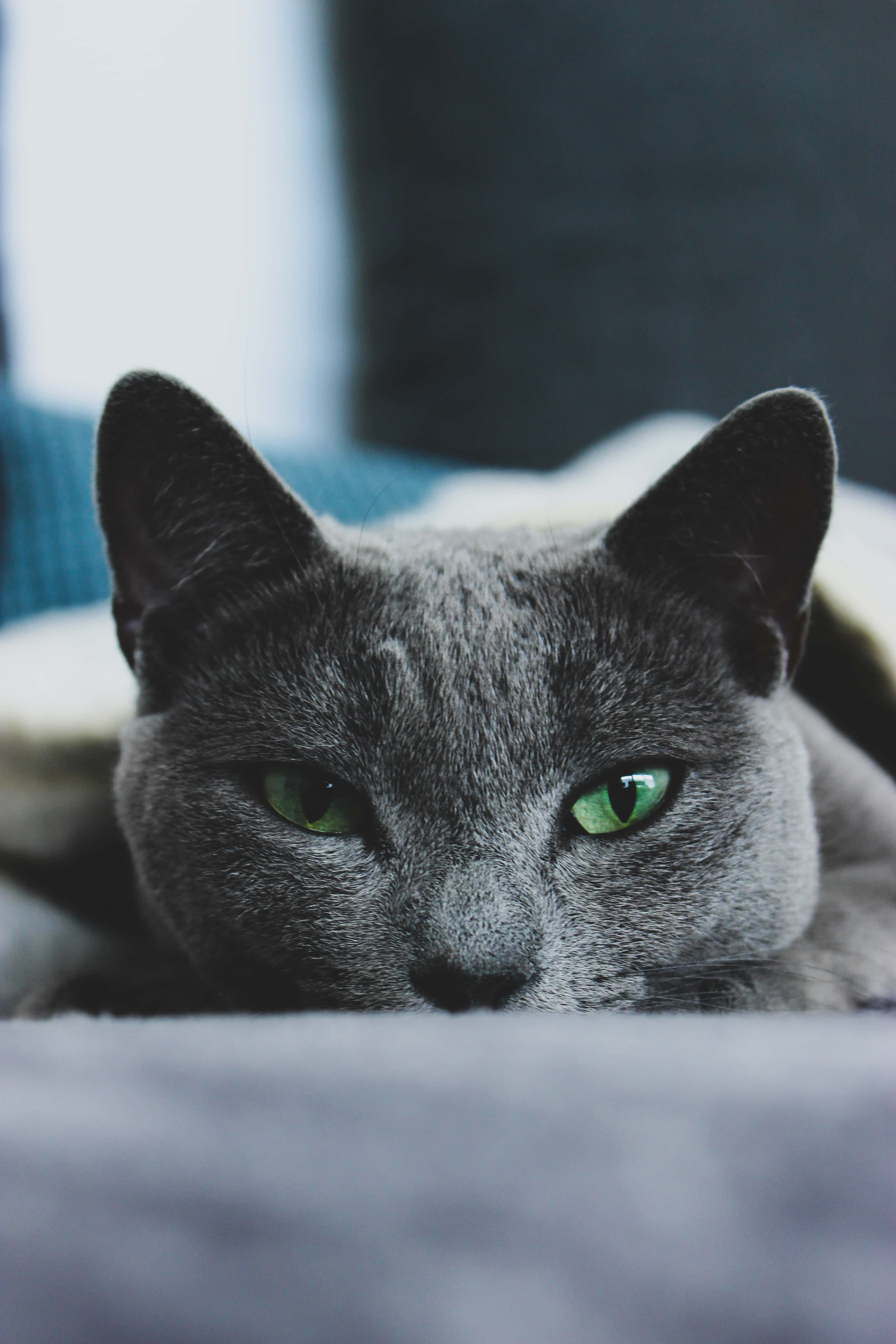 美丽的俄罗斯蓝猫坐在一碗食物旁 壁纸