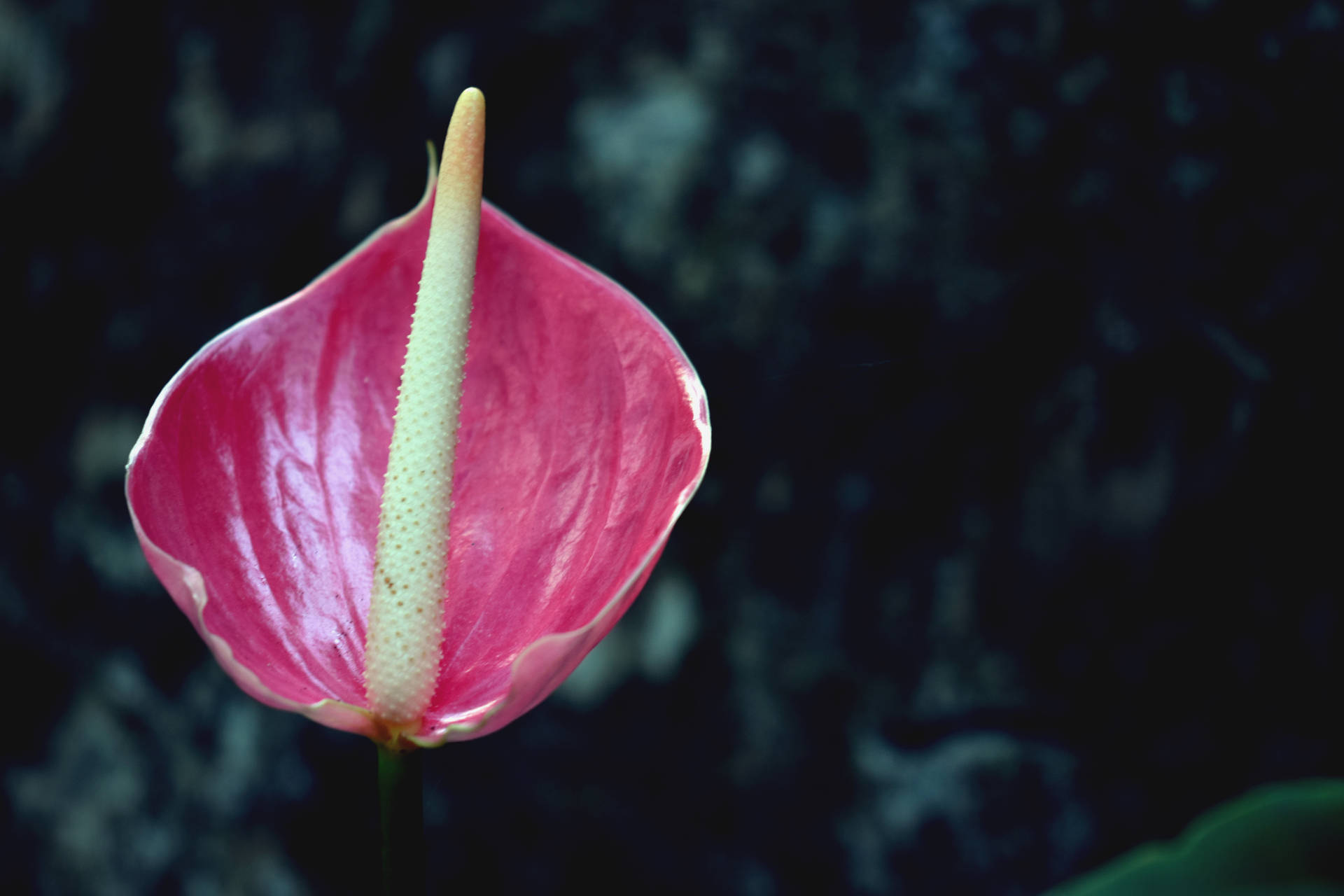 美丽的粉色红掌花壁纸