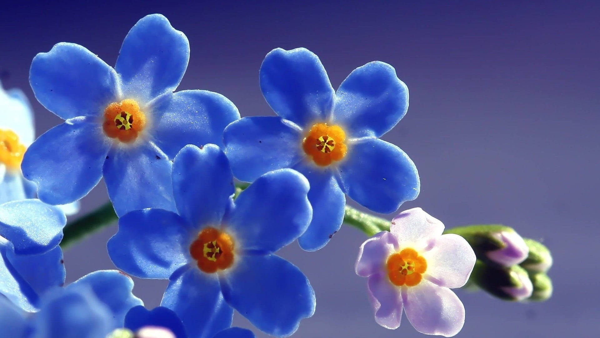 美丽花朵勿忘我特写