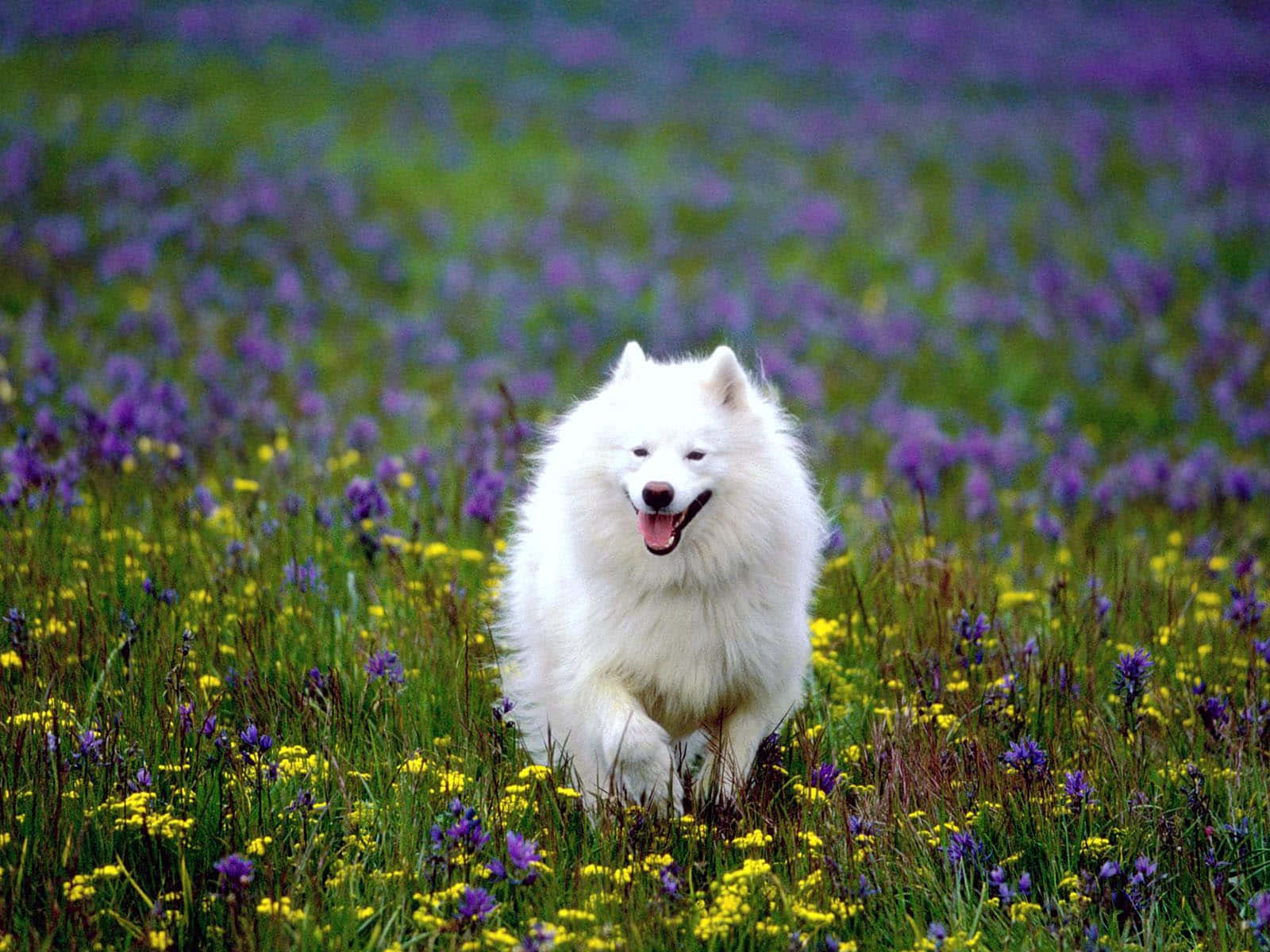 美国爱斯基摩白犬图片 壁纸