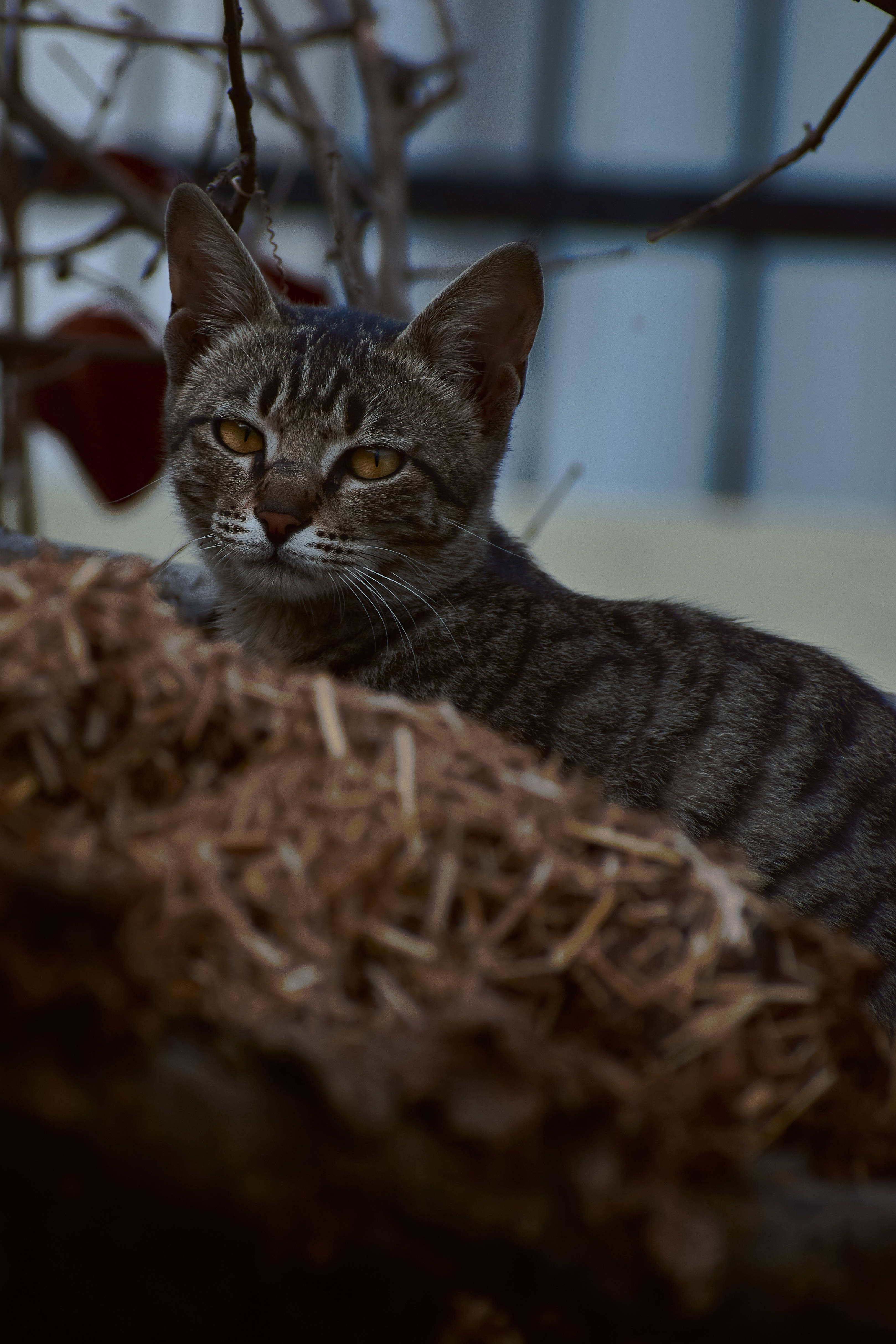 美学猫咪巢中憩 壁纸
