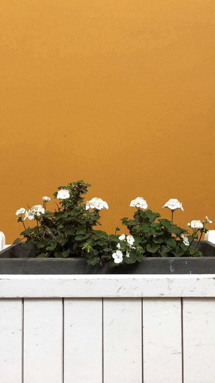美学白色花盆箱 壁纸