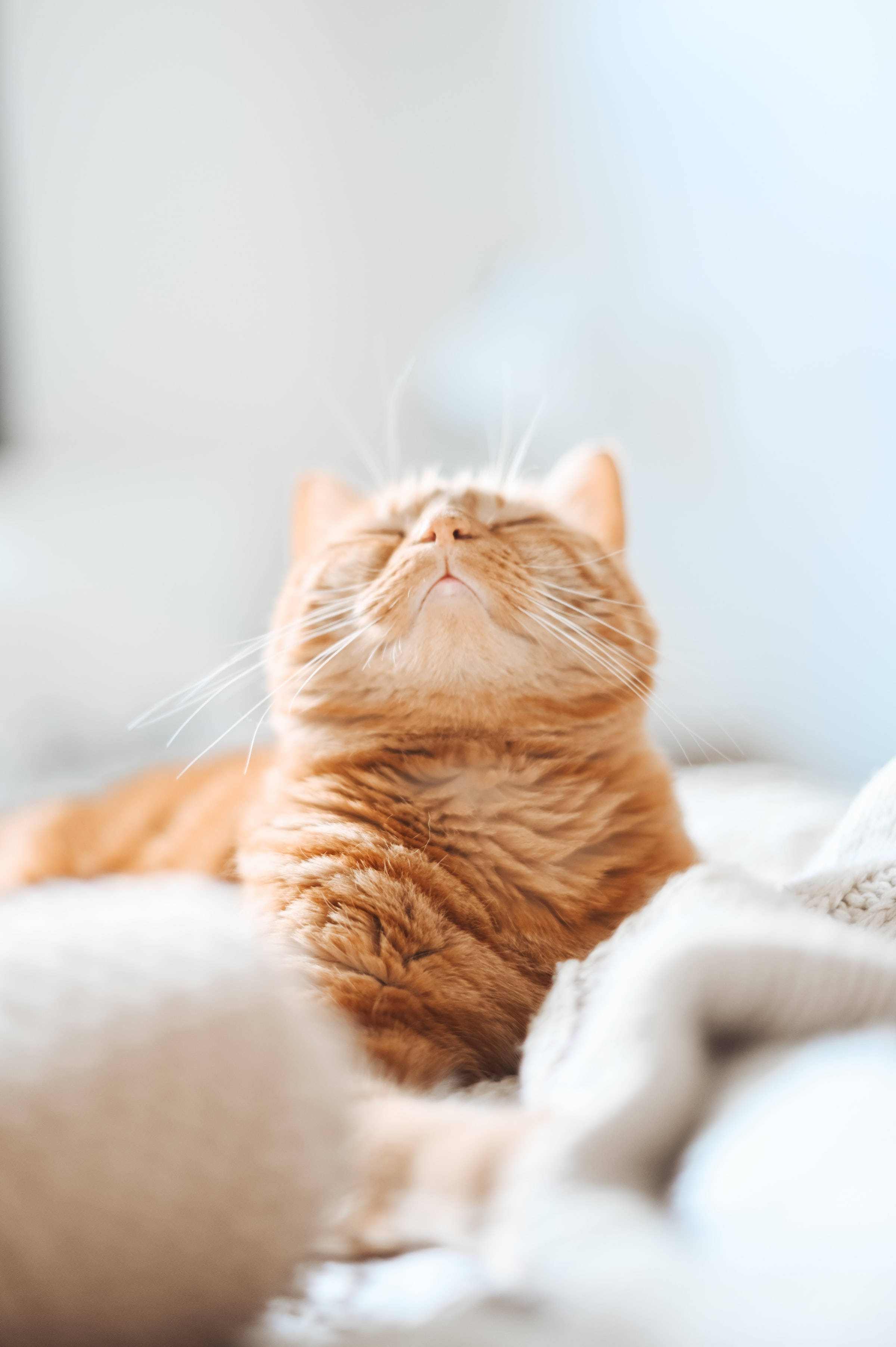 美学风格橘猫头像壁纸 壁纸