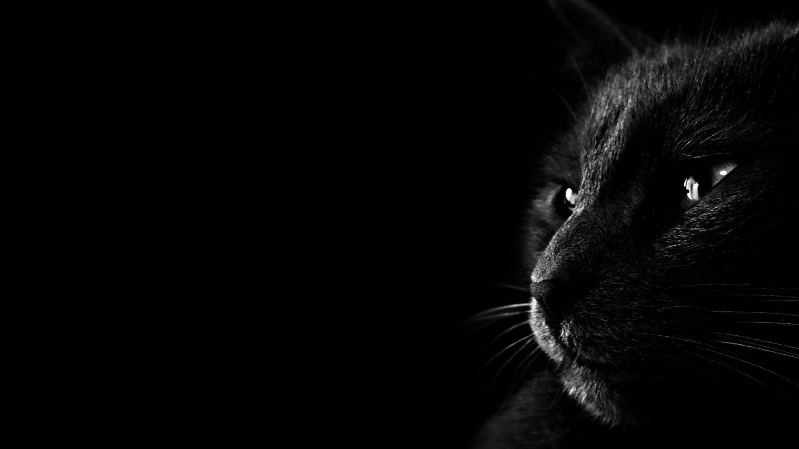 美学黑猫 壁纸