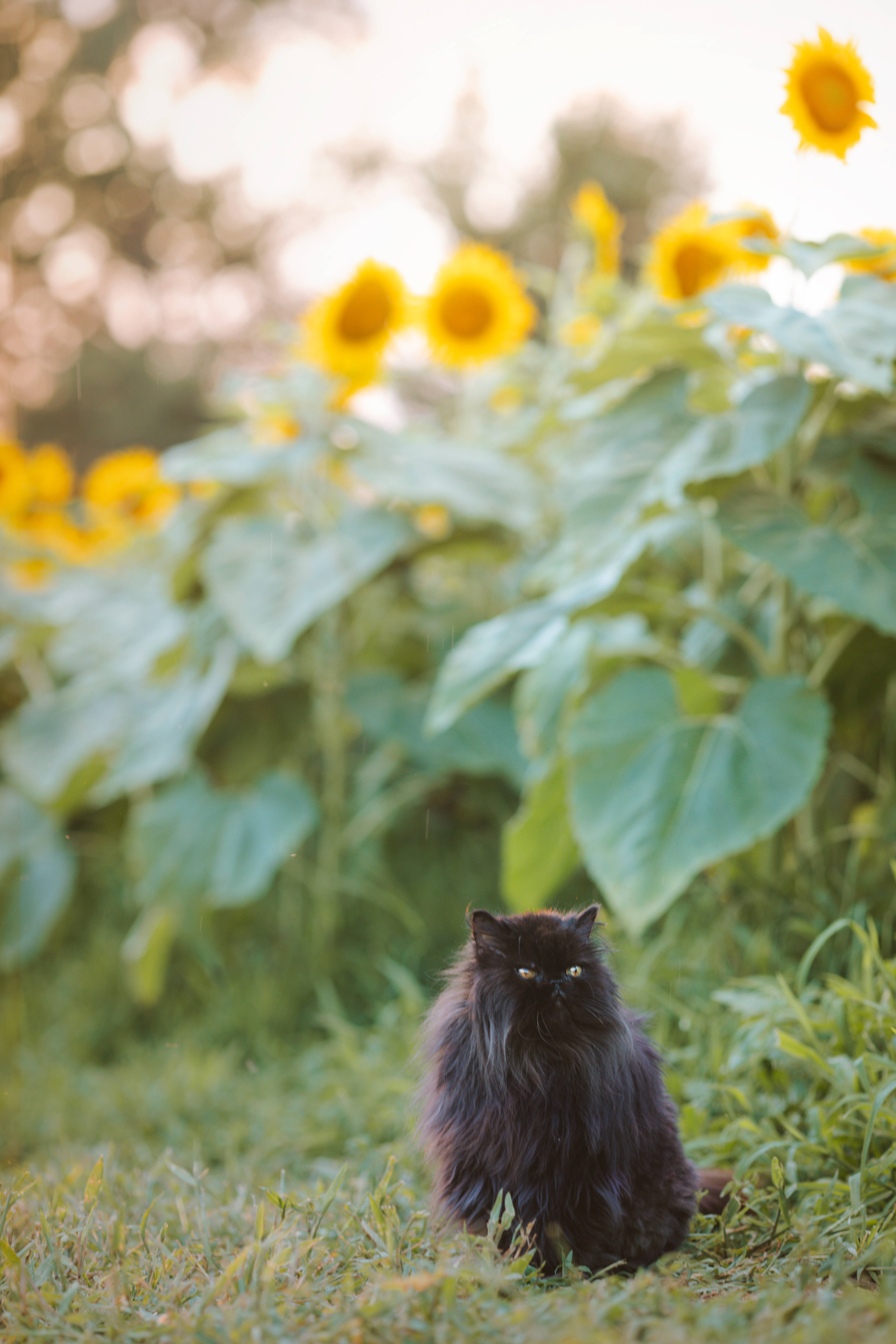美学黑猫与向日葵 壁纸