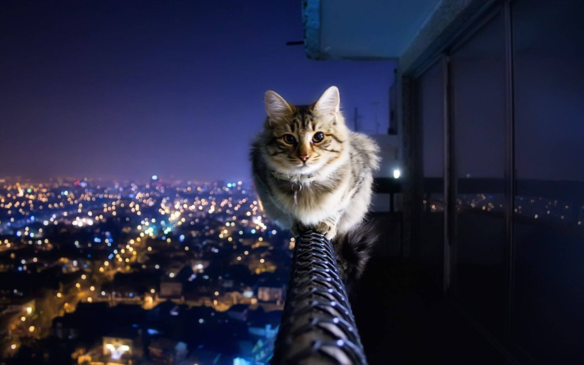 美感猫咪在阳台 壁纸