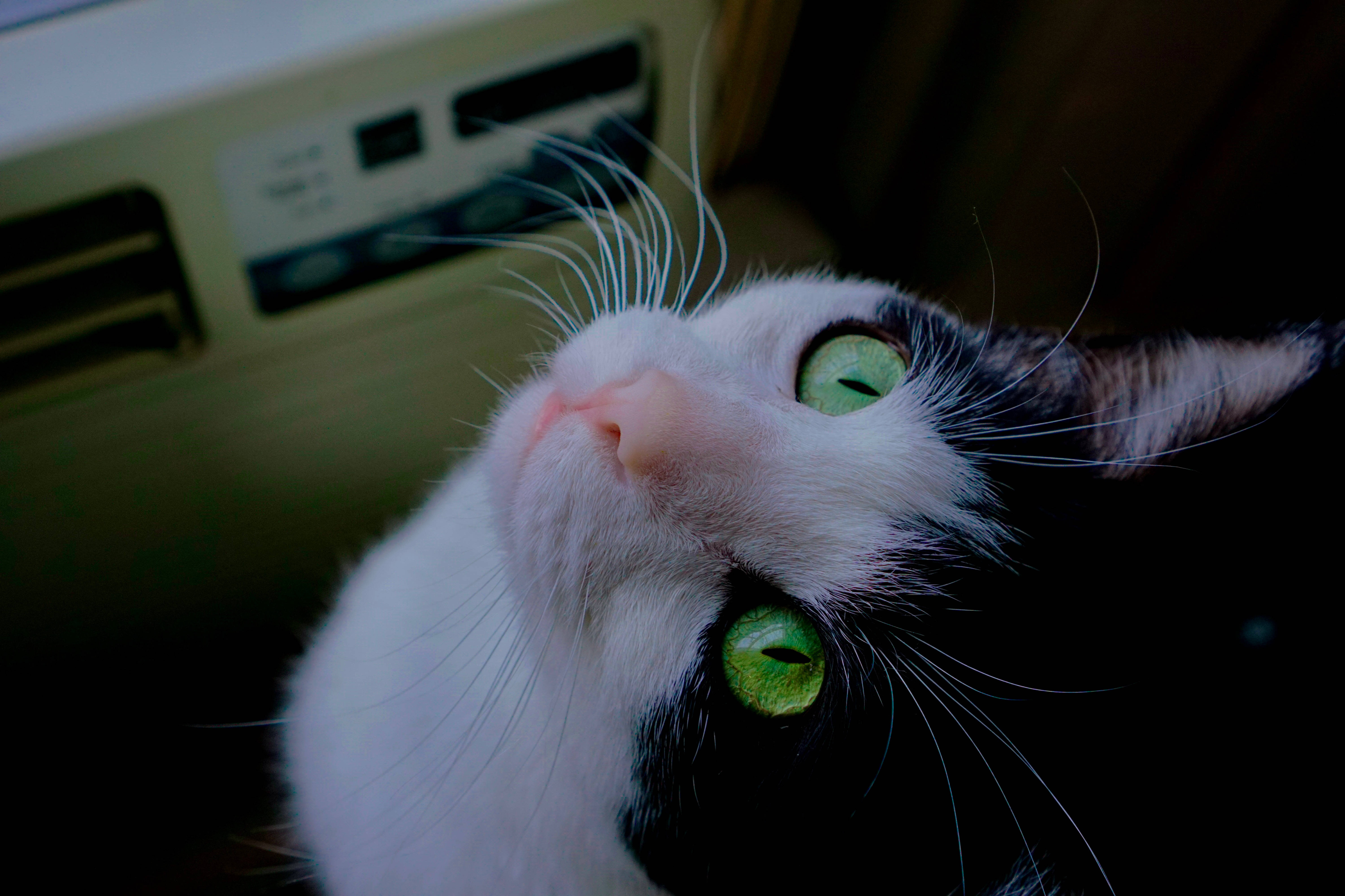 美感猫咪车内 壁纸