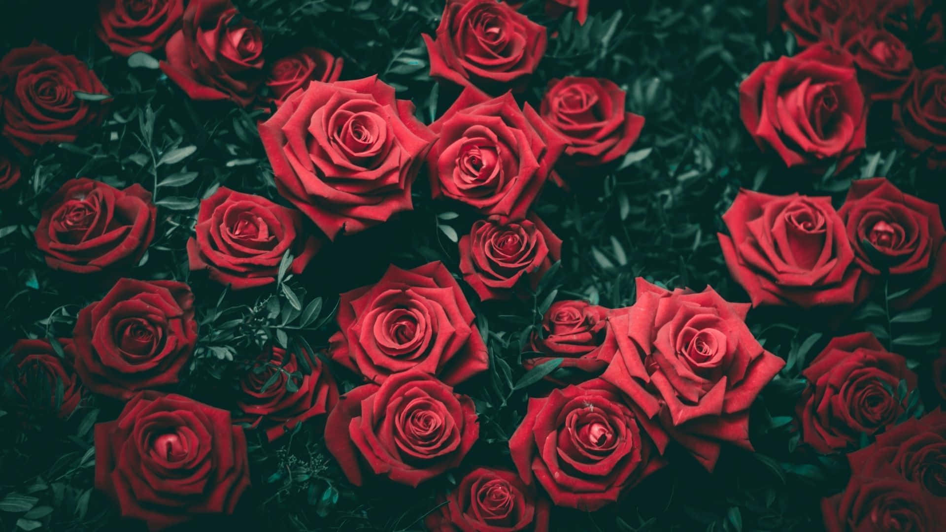 翠绿丛中一朵美丽的花 壁纸