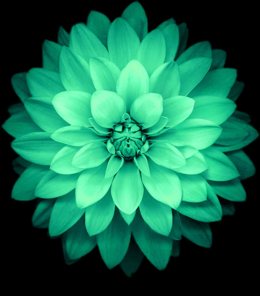 翠绿大丽花绽放 壁纸