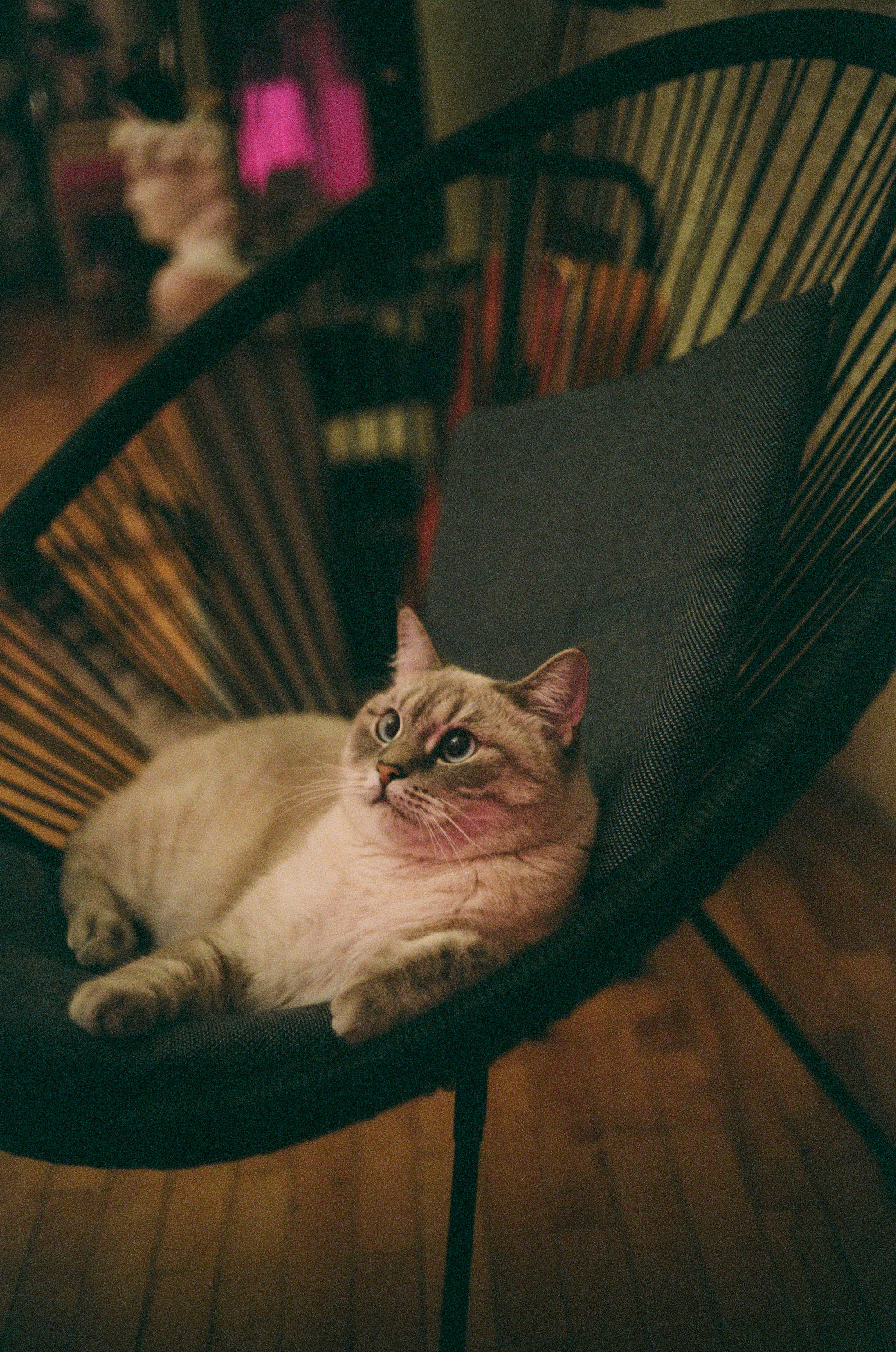 肥美猫咪坐椅子 壁纸
