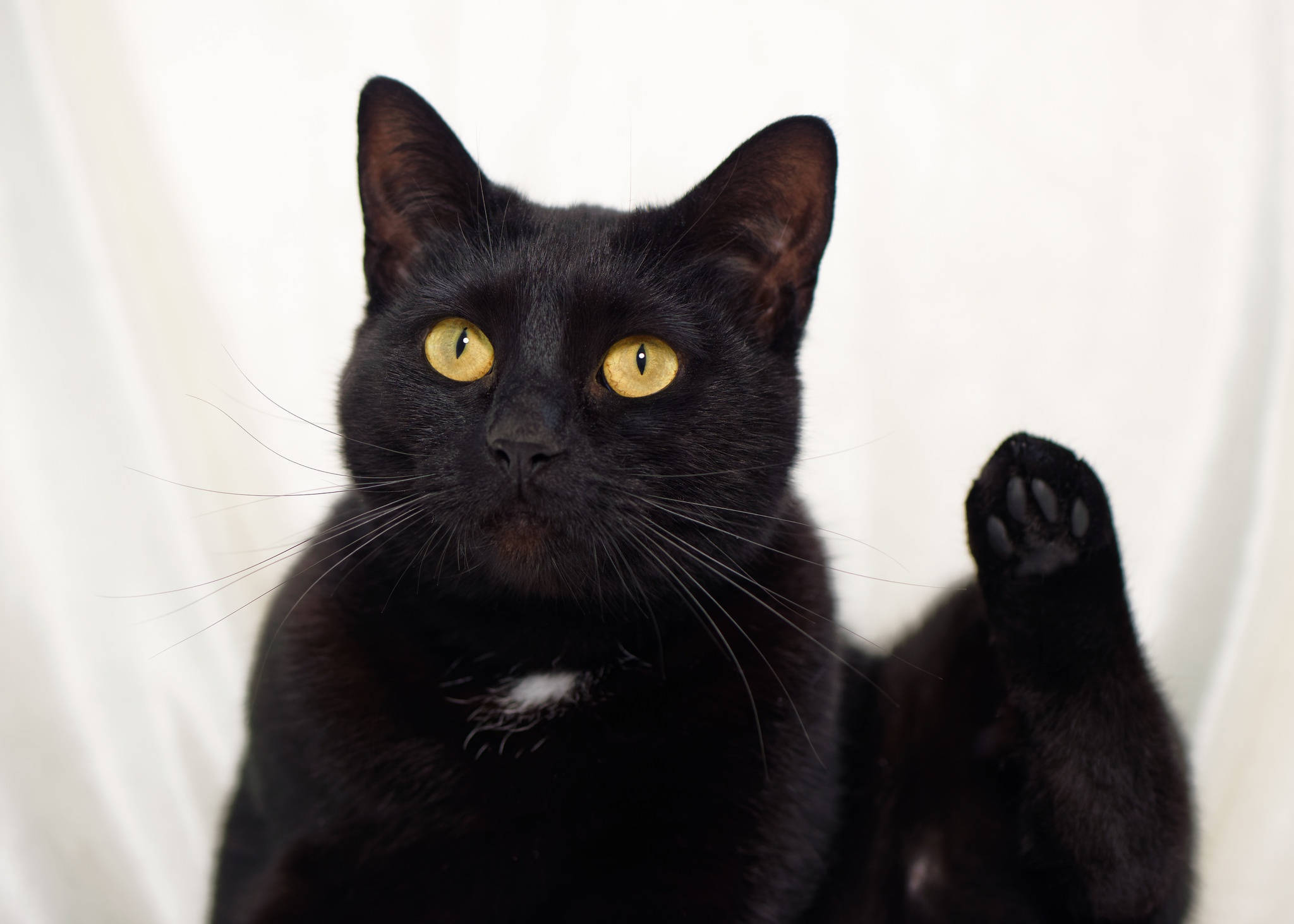 胖黑猫抬腿 壁纸