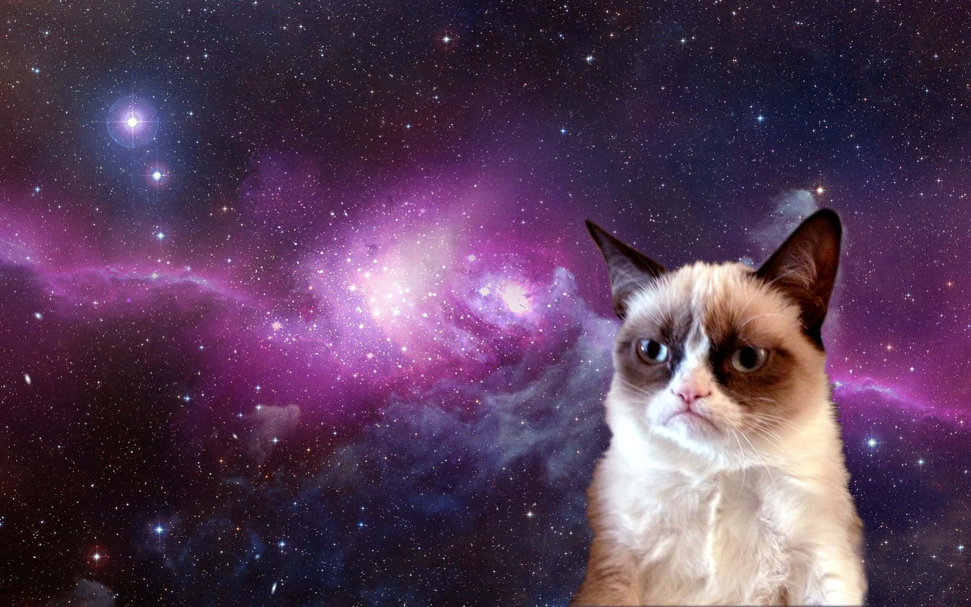 脾气暴躁的Grumpy Cat展现其标志性的不满表情 壁纸