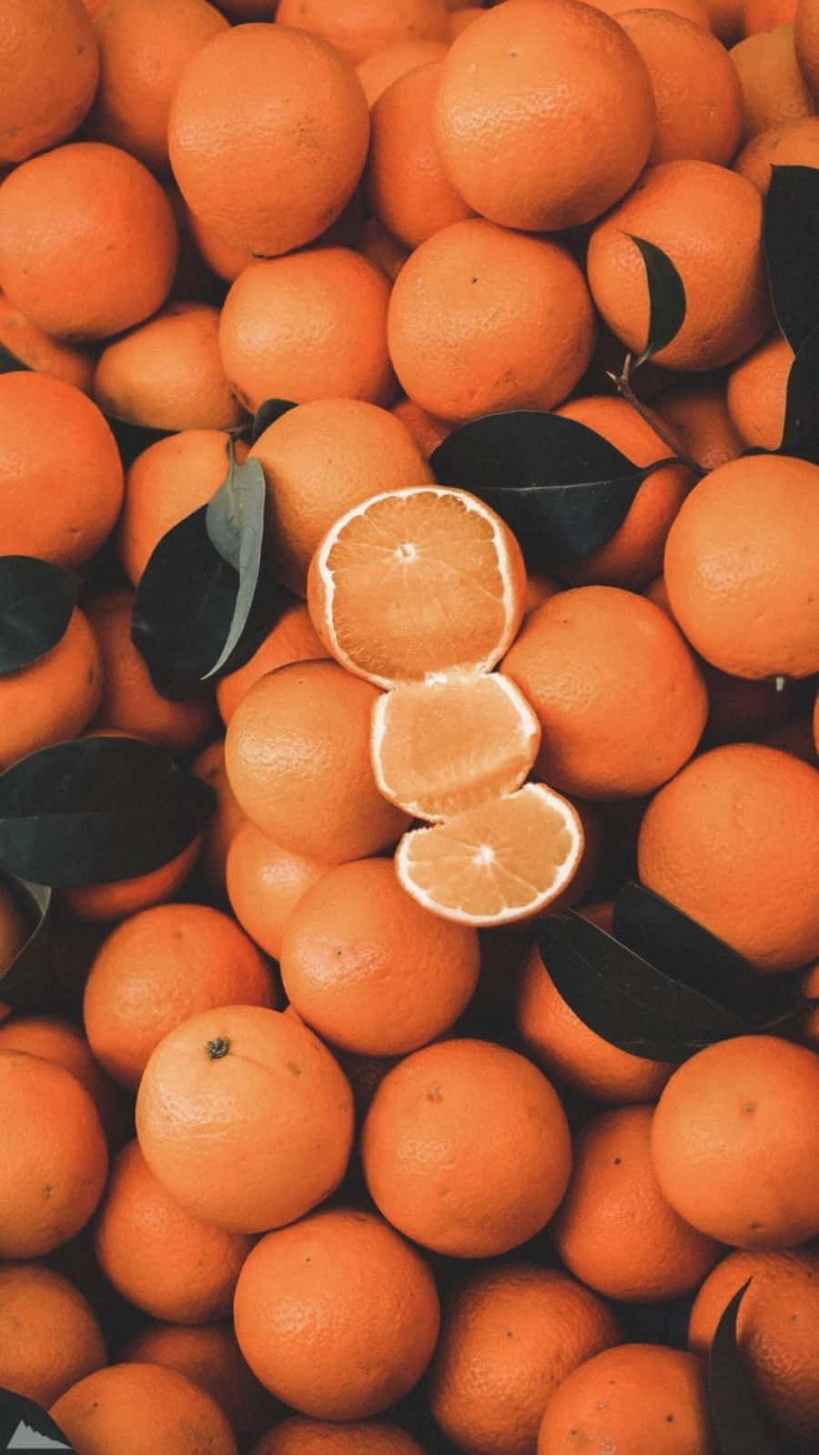 自然之美色彩缤纷，橙色亦在其中 🍊 壁纸