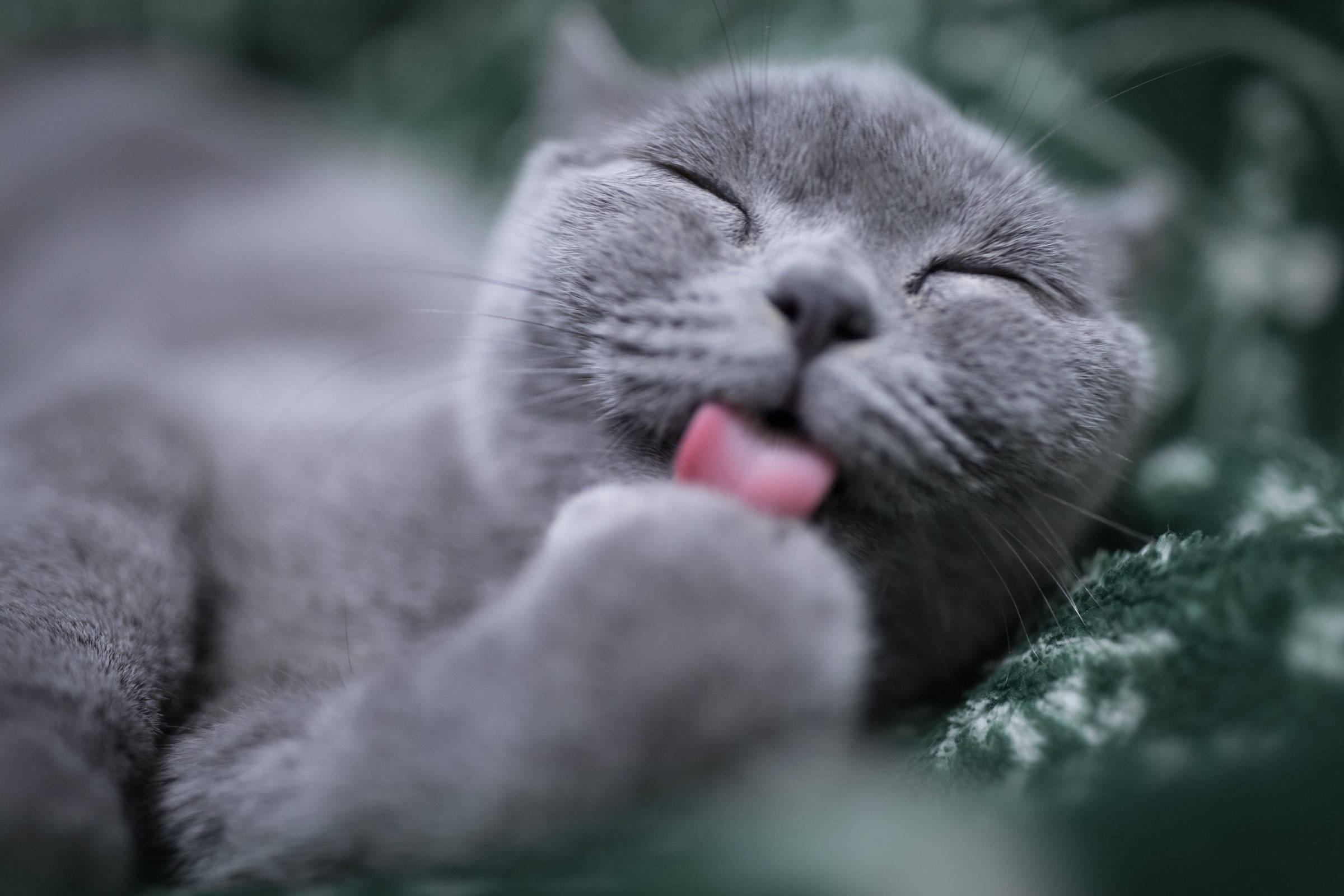 舔爪子的灰色英国短毛猫头像 壁纸