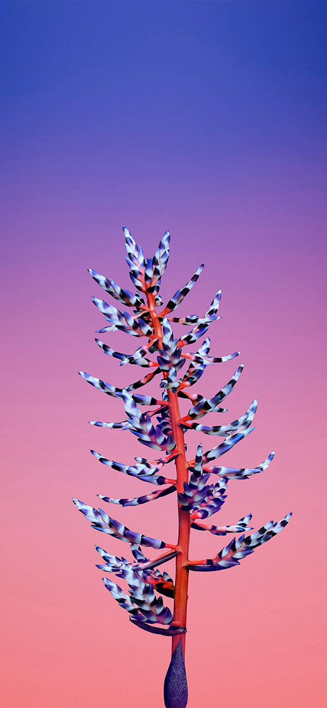 艾克米亚花苹果 壁纸
