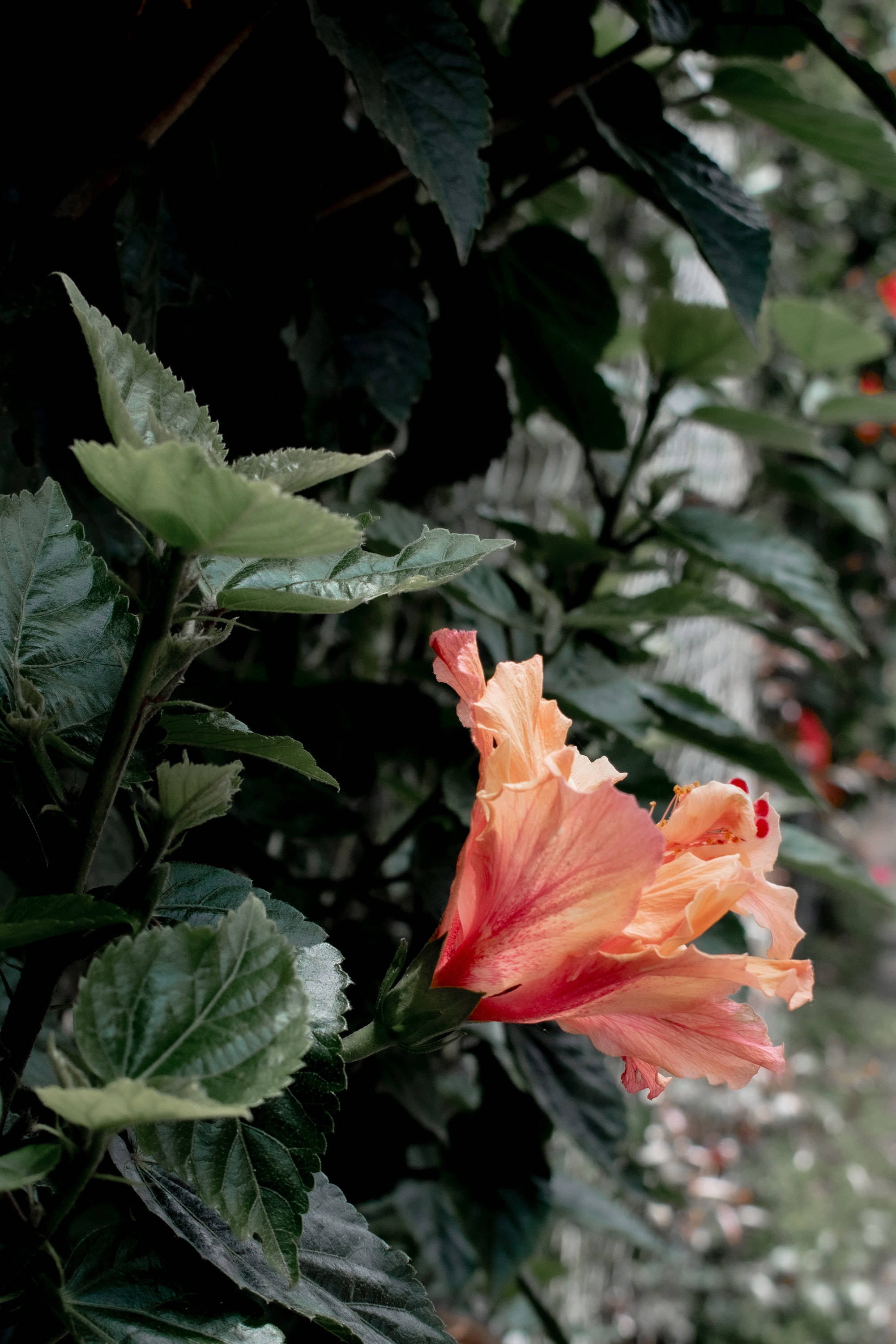 芙蓉花植物美学 壁纸