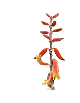 芦荟开花的花茎 壁纸