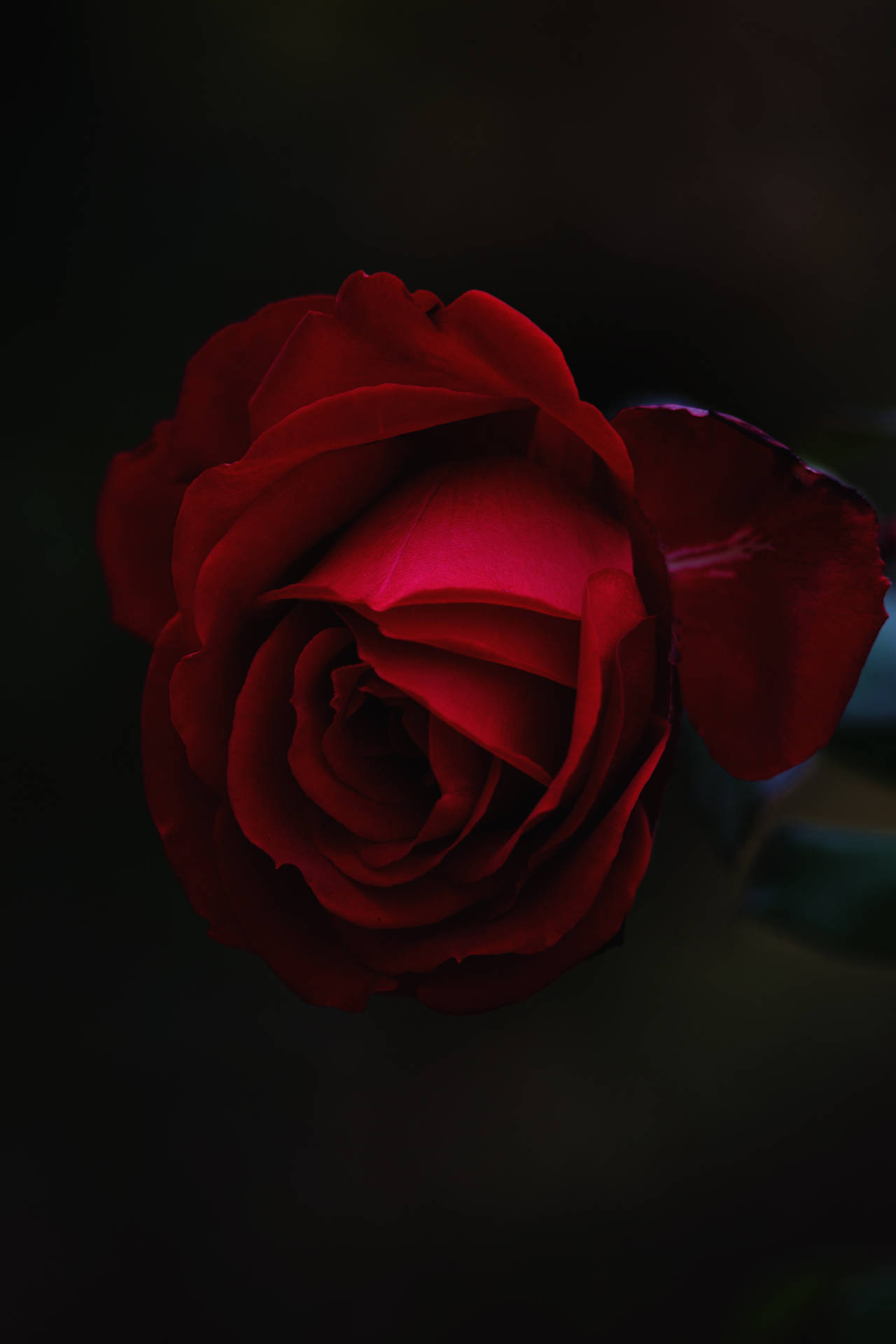 预览壁纸 玫瑰 花蕾 红色