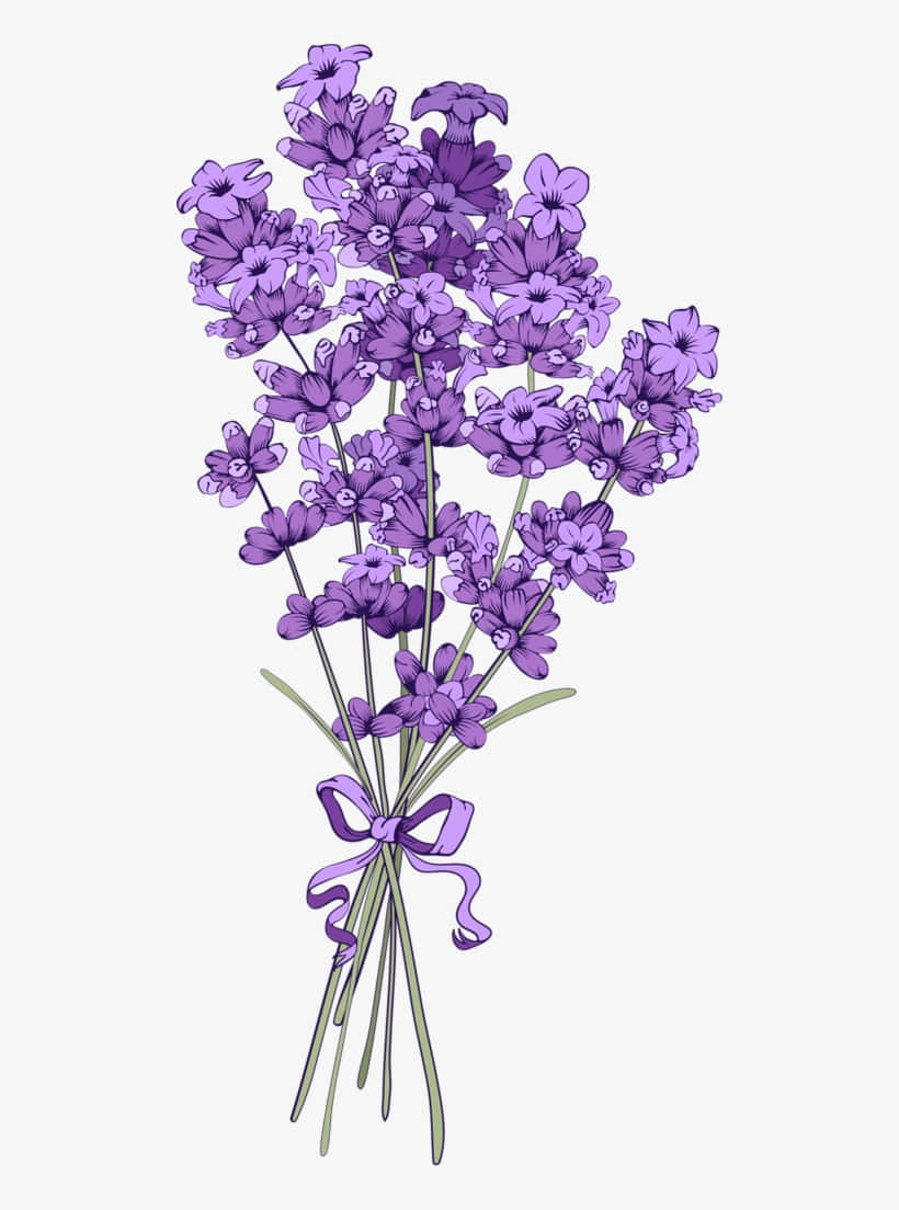 花卉背景 壁纸