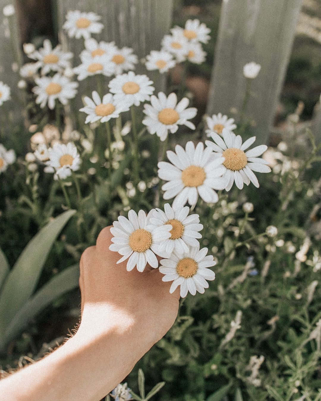 花园中手持雏菊的手 壁纸