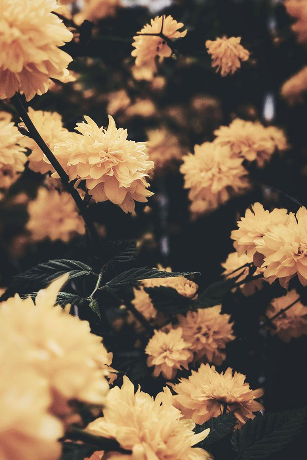 花园里的黄色花朵 壁纸