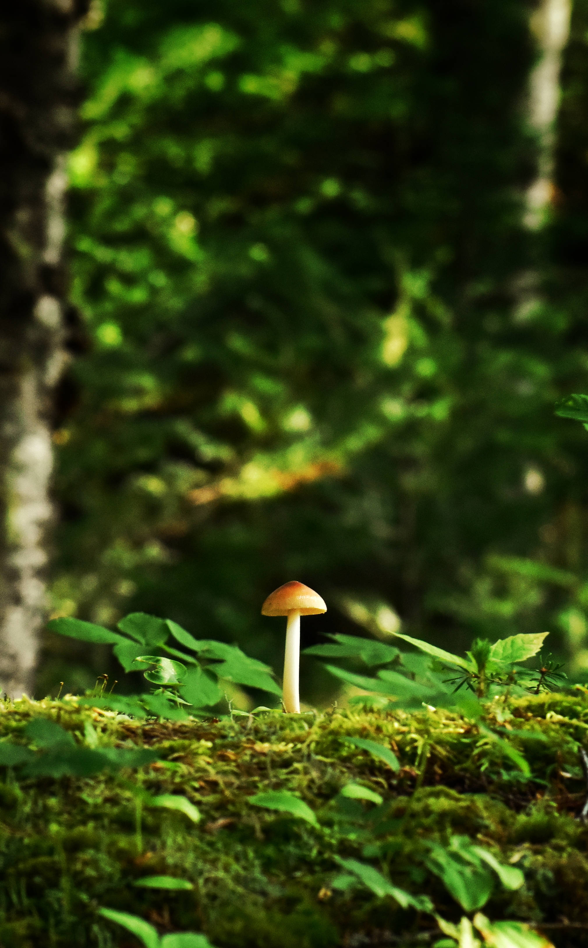 苔根上的可爱小蘑菇 壁纸