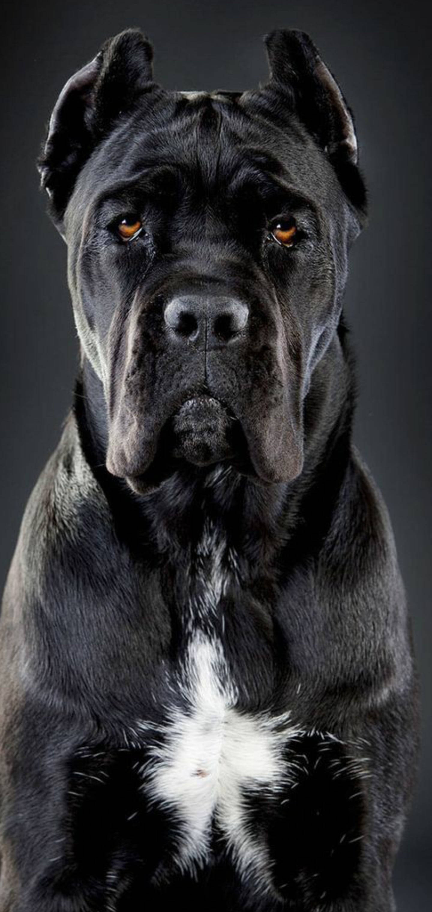 英俊的凯恩科索犬 壁纸