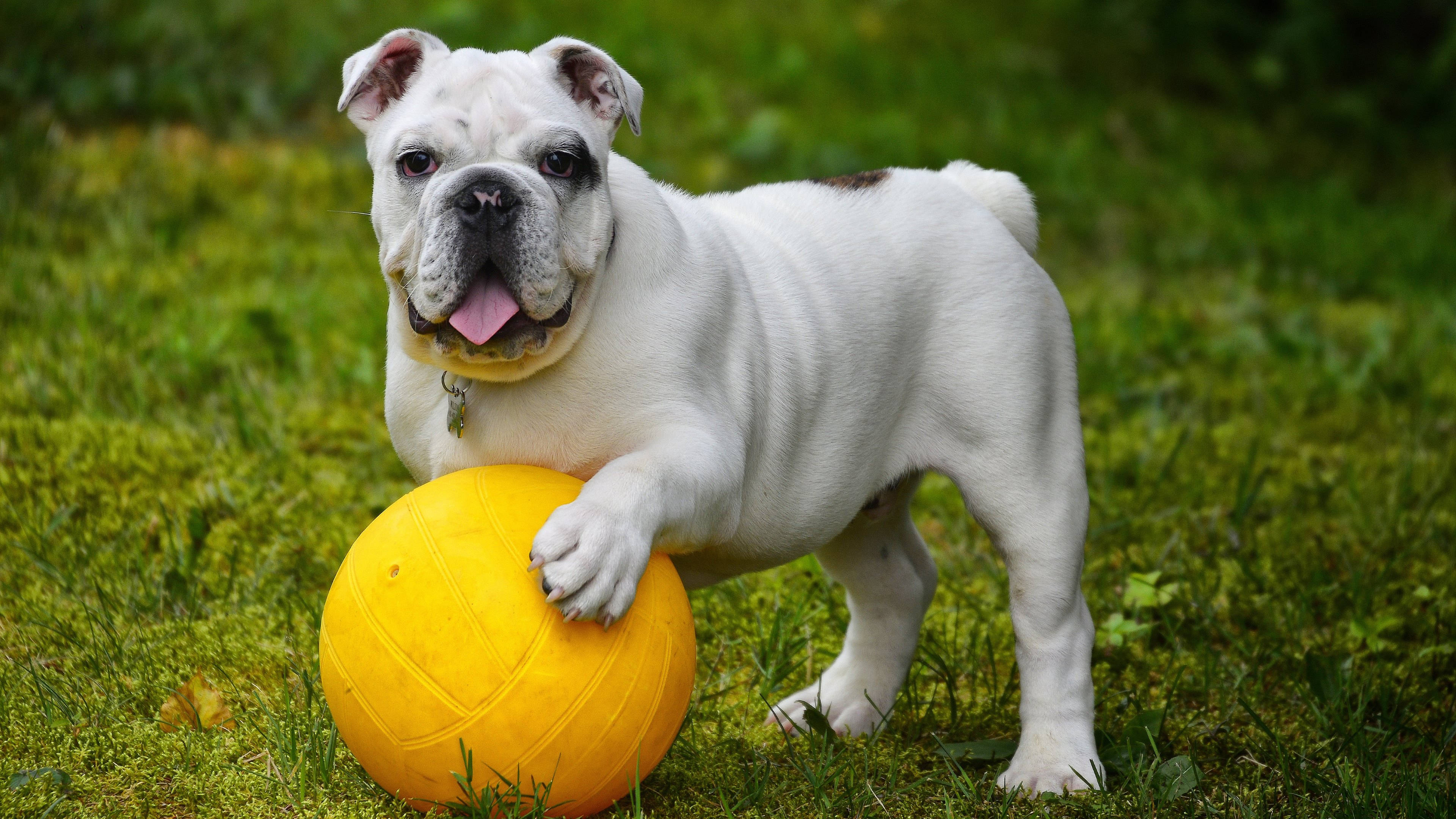 英国斗牛犬与球 壁纸