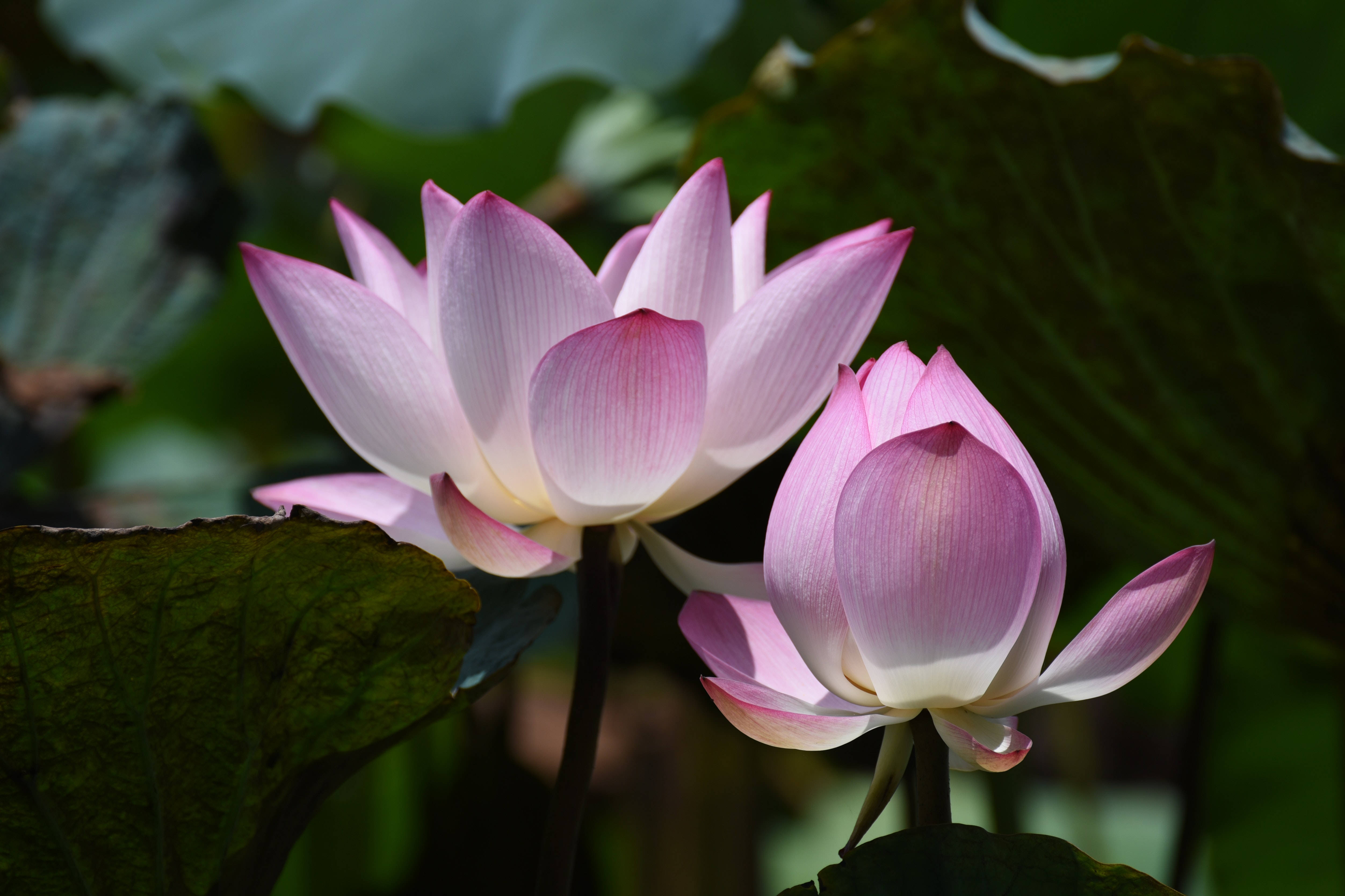 茶碗莲荷花 壁纸