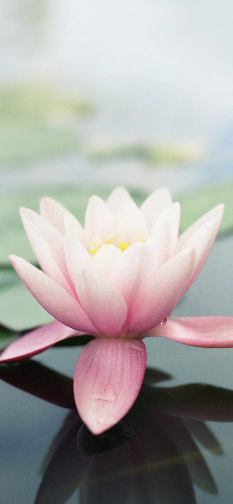 莲花原版iPhone 4壁纸 壁纸