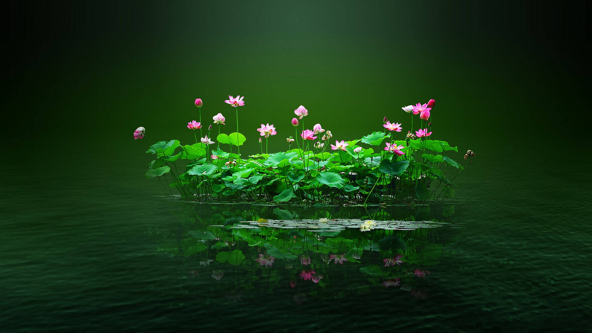 莲花池上的花卉电脑壁纸 壁纸