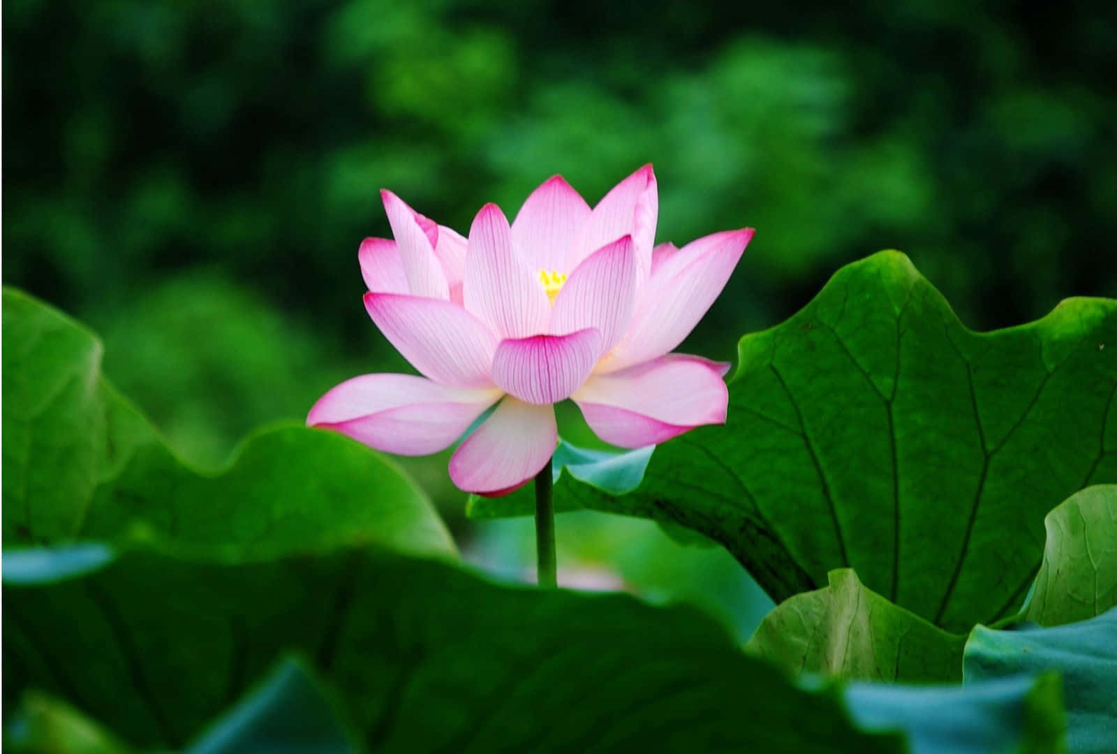莲花花瓣的美丽绽放 壁纸