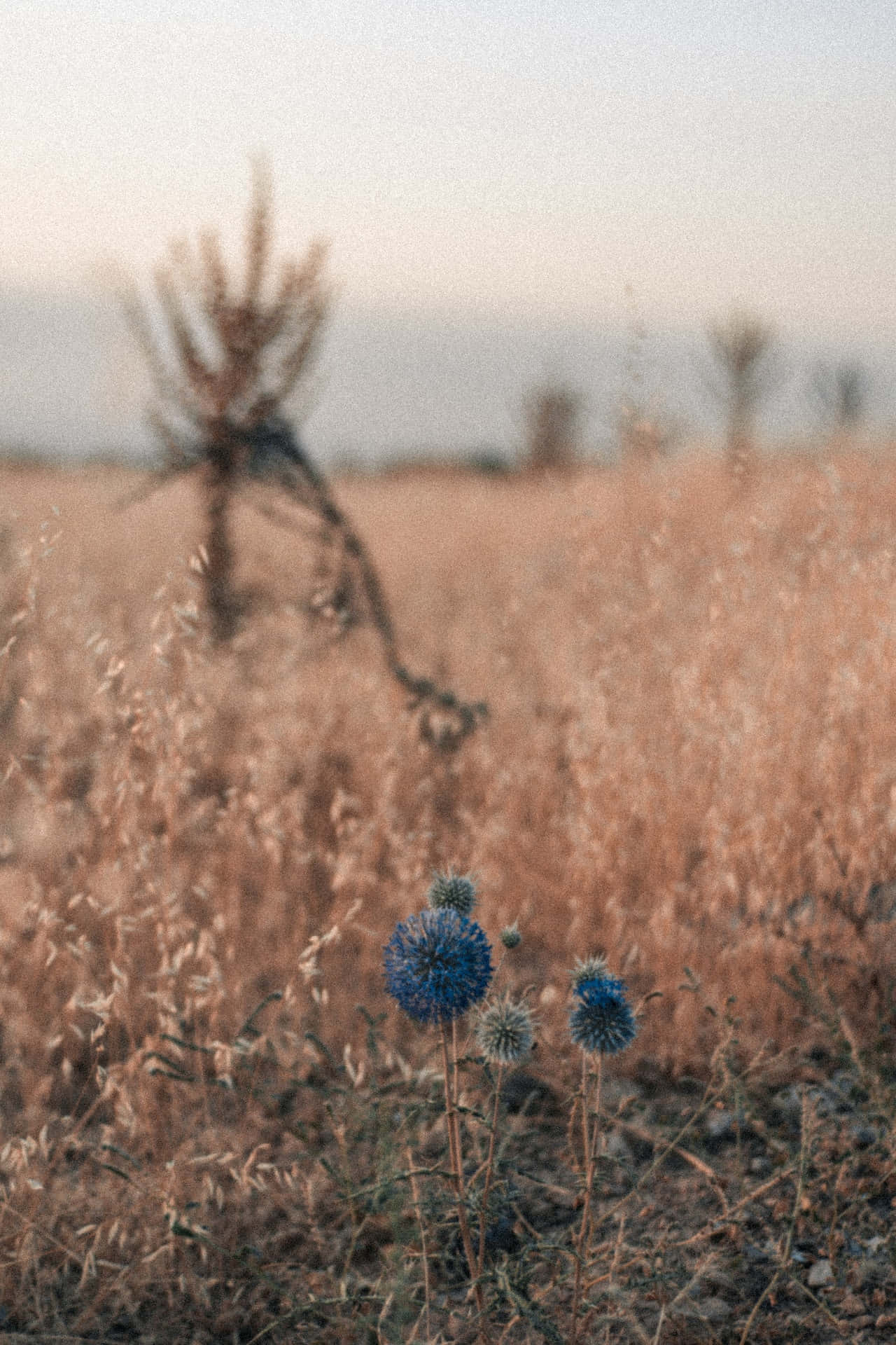 蒲公英蓝色花朵手机壁纸 壁纸