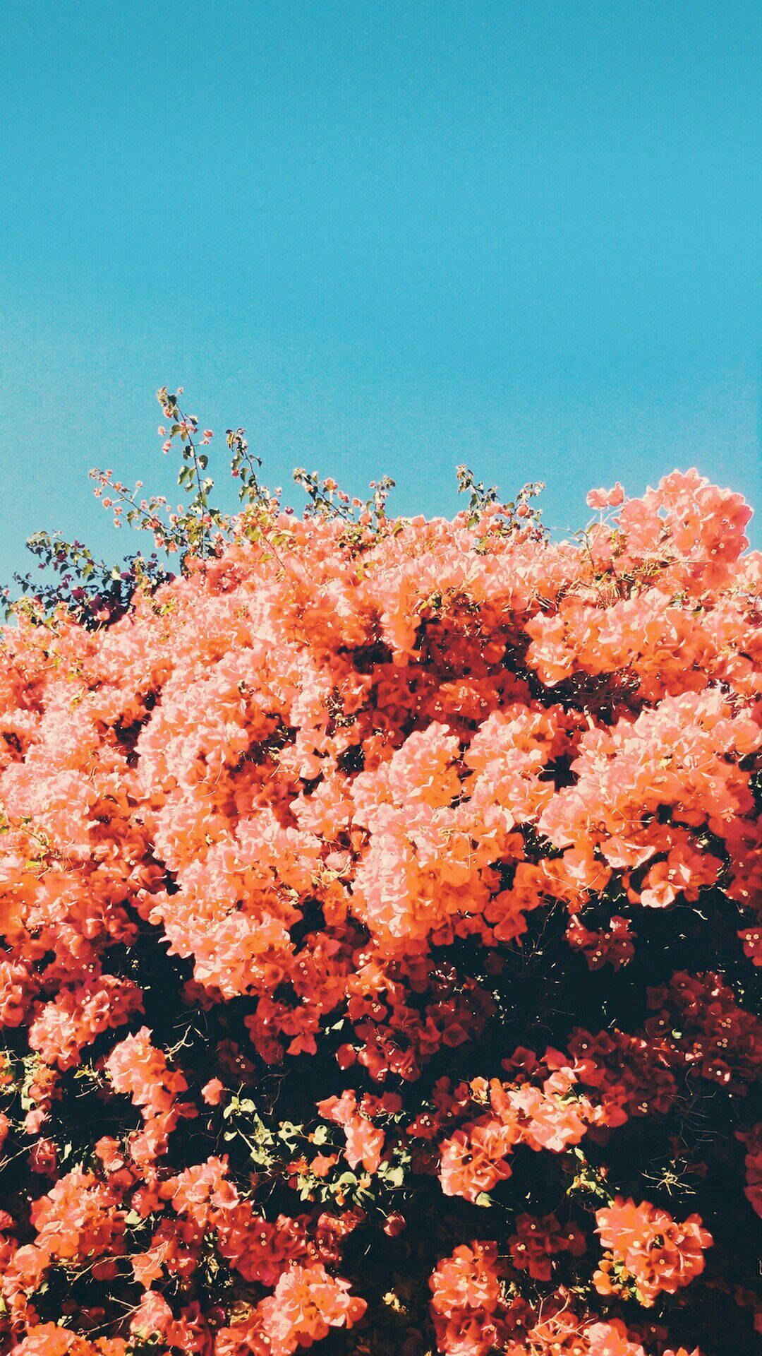 蓝天下的花束封面 壁纸